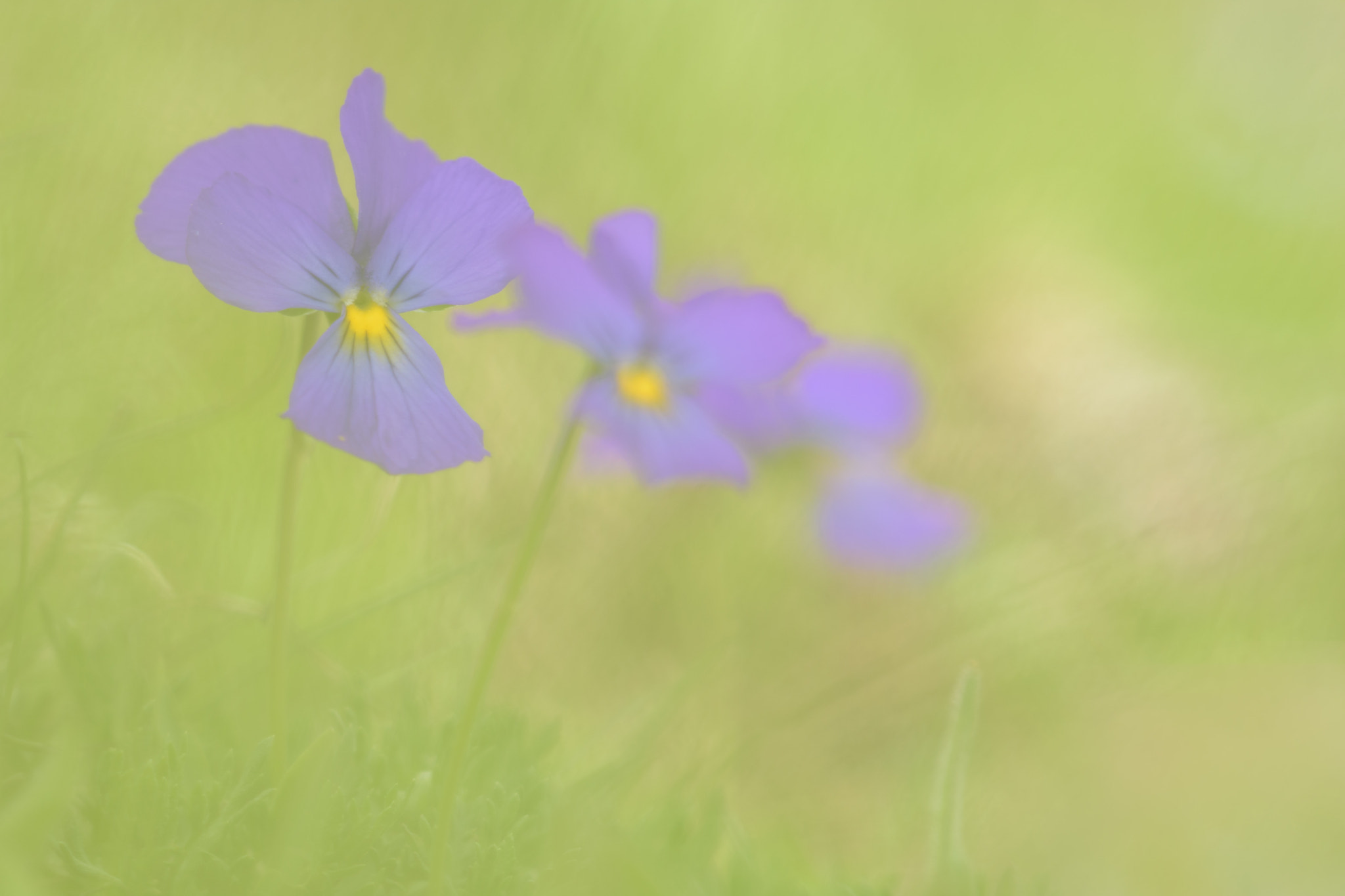 Sigma 150mm F2.8 EX DG Macro HSM sample photo. Viola alpina photography