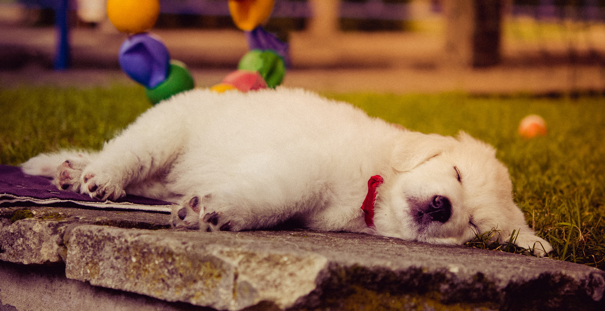 Nikon AF-S Micro-Nikkor 60mm F2.8G ED sample photo. Small dog photography