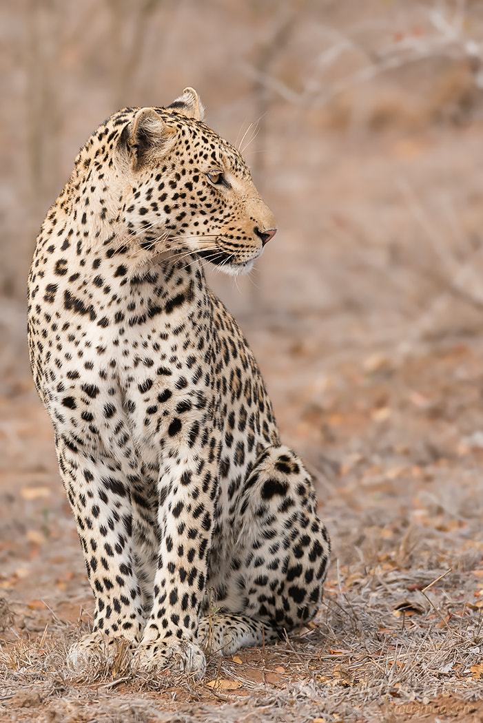 Nikon AF-S Nikkor 200-400mm F4G ED-IF VR sample photo. Portrait of a killer photography