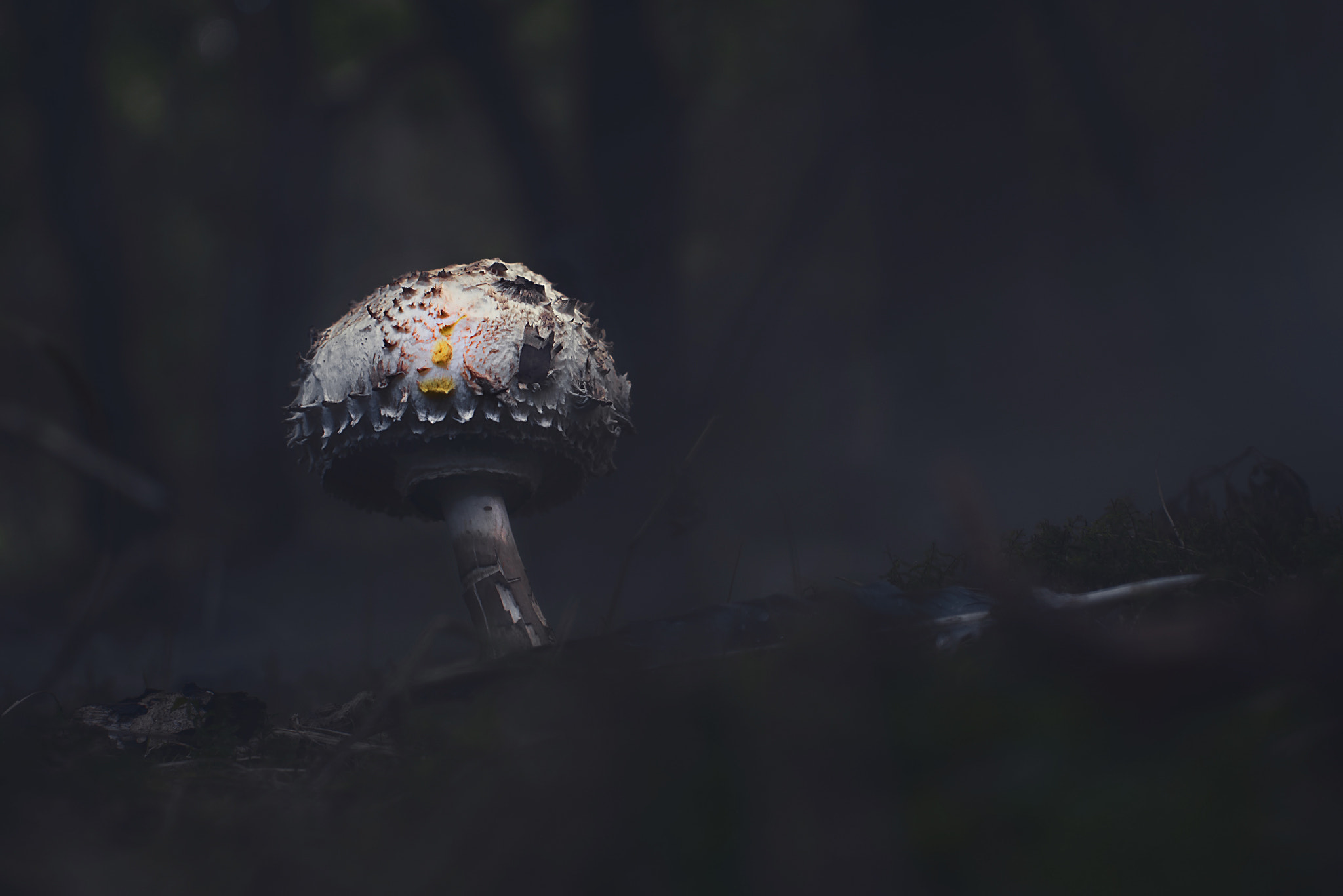 Panasonic Lumix DMC-GF6 + Sigma 30mm F2.8 DN Art sample photo. Mushroom in the misty wood photography
