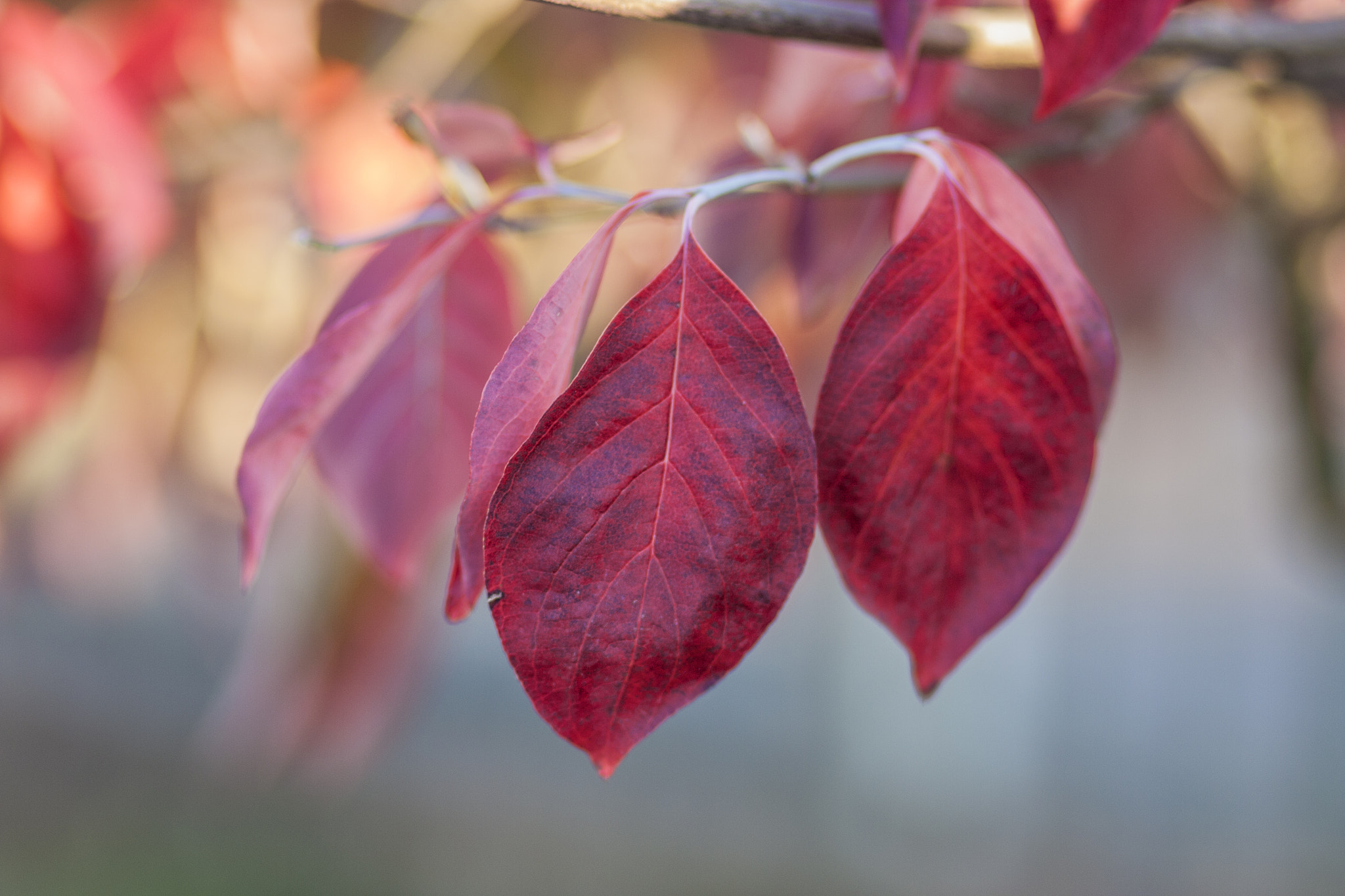 Canon EOS 40D + Canon EF 85mm F1.8 USM sample photo. Reds photography