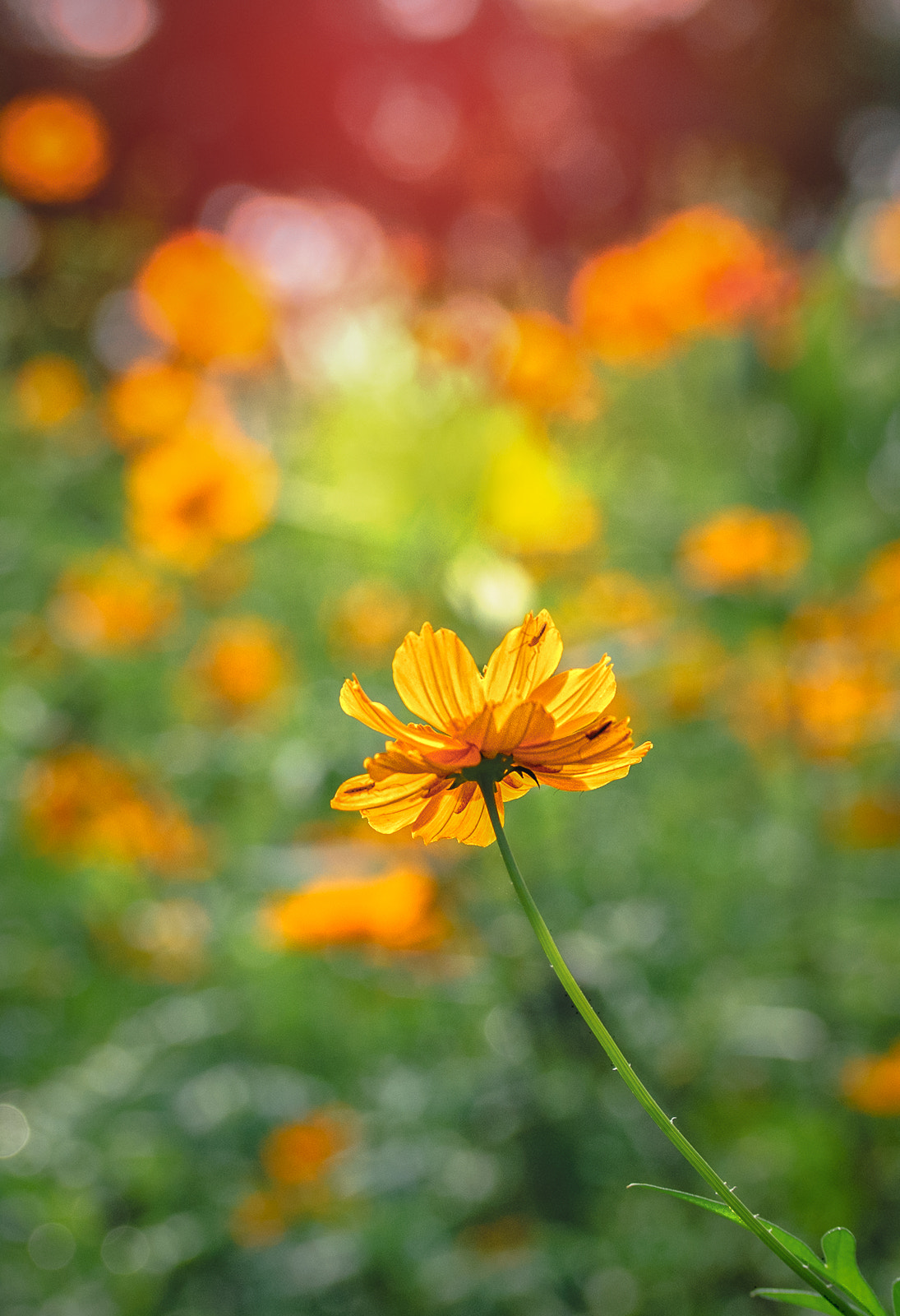 Nikon D40X sample photo. Sun kissed photography