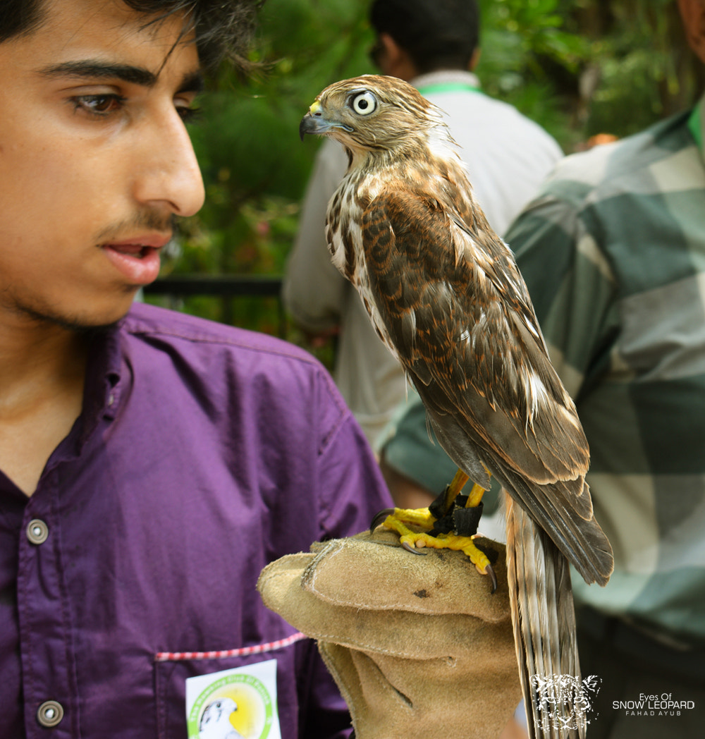 AF Zoom-Nikkor 75-240mm f/4.5-5.6D sample photo. Bird and trainer photography