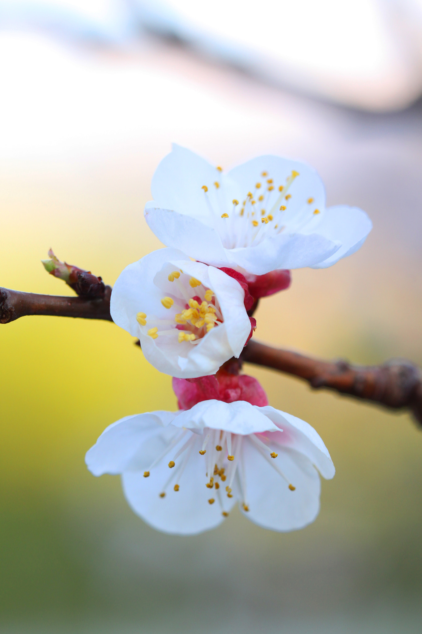 Canon EF 100mm F2.8 Macro USM sample photo. The power of life photography