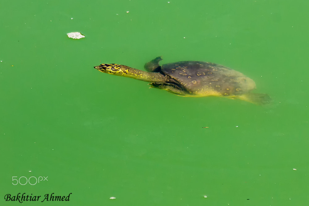 Canon EF 70-300mm F4-5.6 IS USM sample photo. Turtle photography