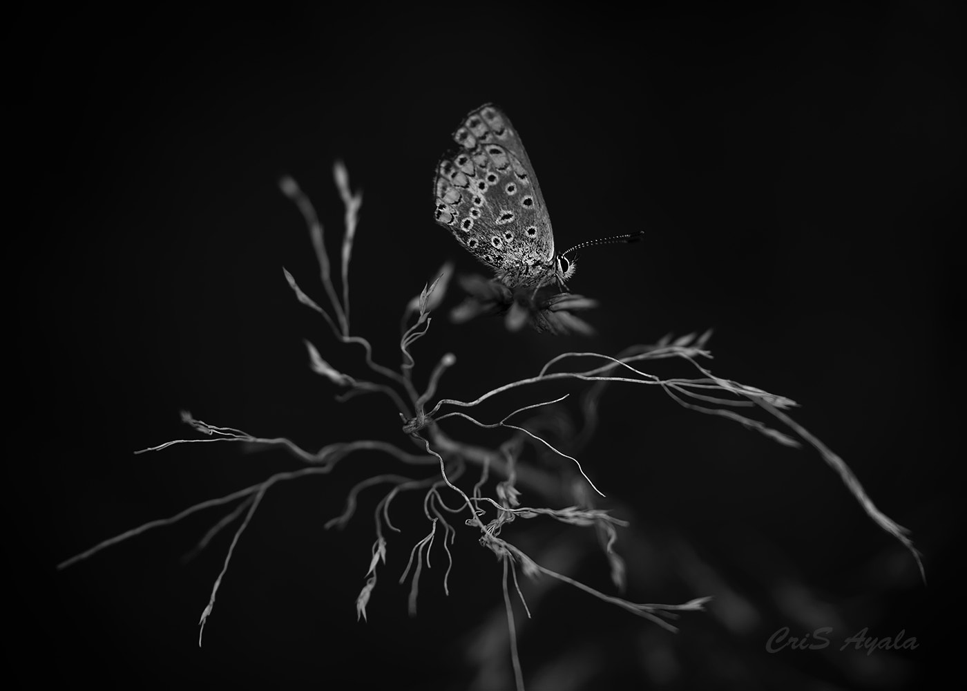 Nikon D4 sample photo. Espurnes photography