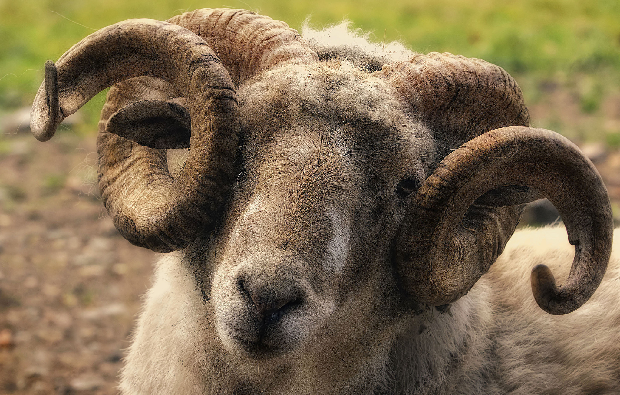 Canon EF 70-200mm F2.8L USM sample photo. Ram looking a little sad photography