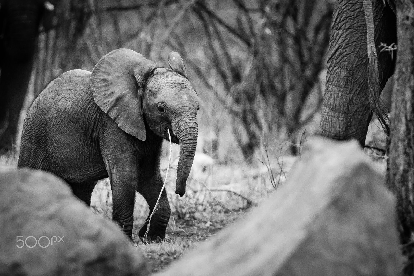 Canon EF 70-200mm F2.8L IS II USM sample photo. South africa 2016 photography