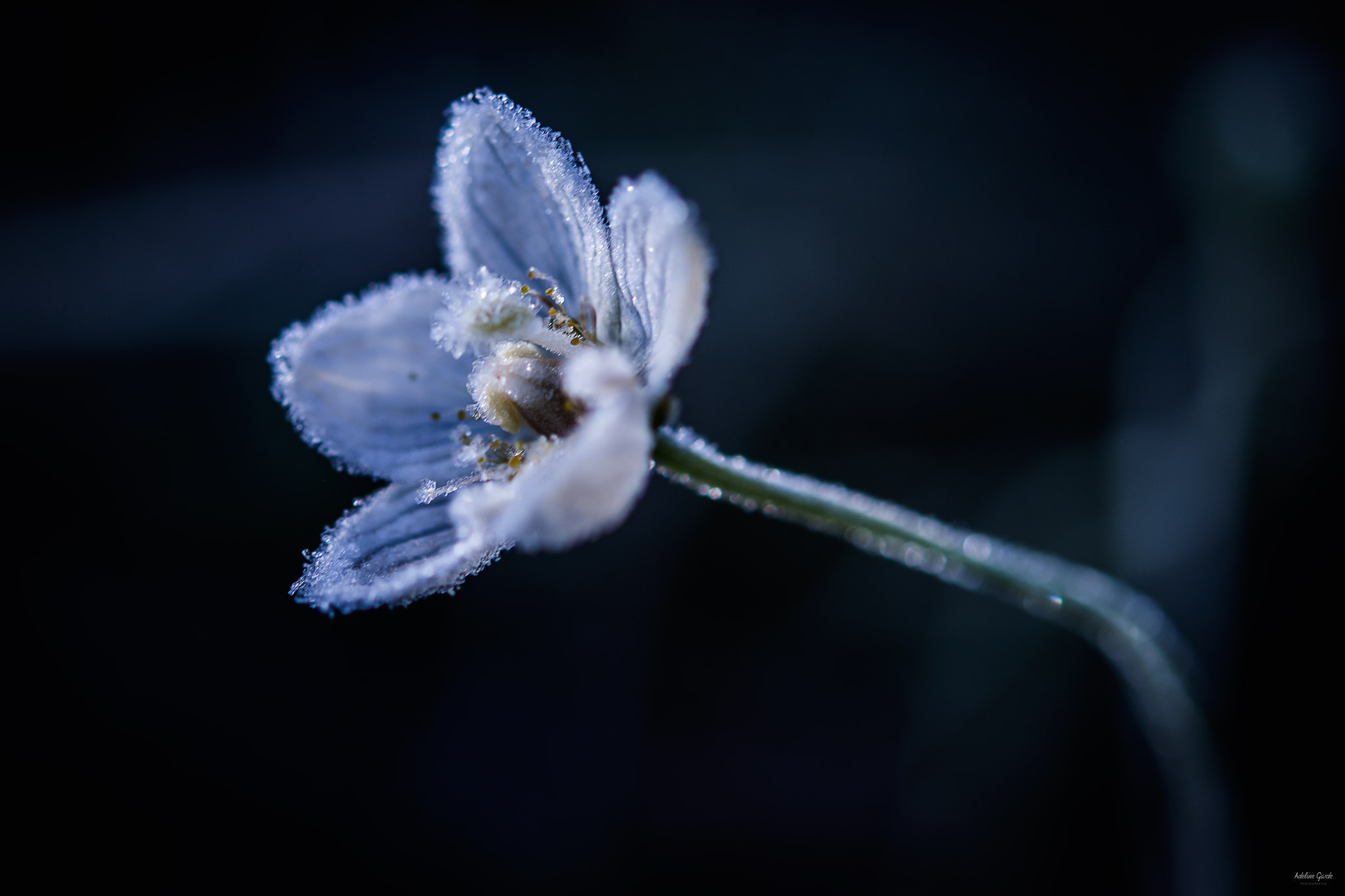 Nikon AF-S Micro-Nikkor 60mm F2.8G ED sample photo. Fleur de gel photography
