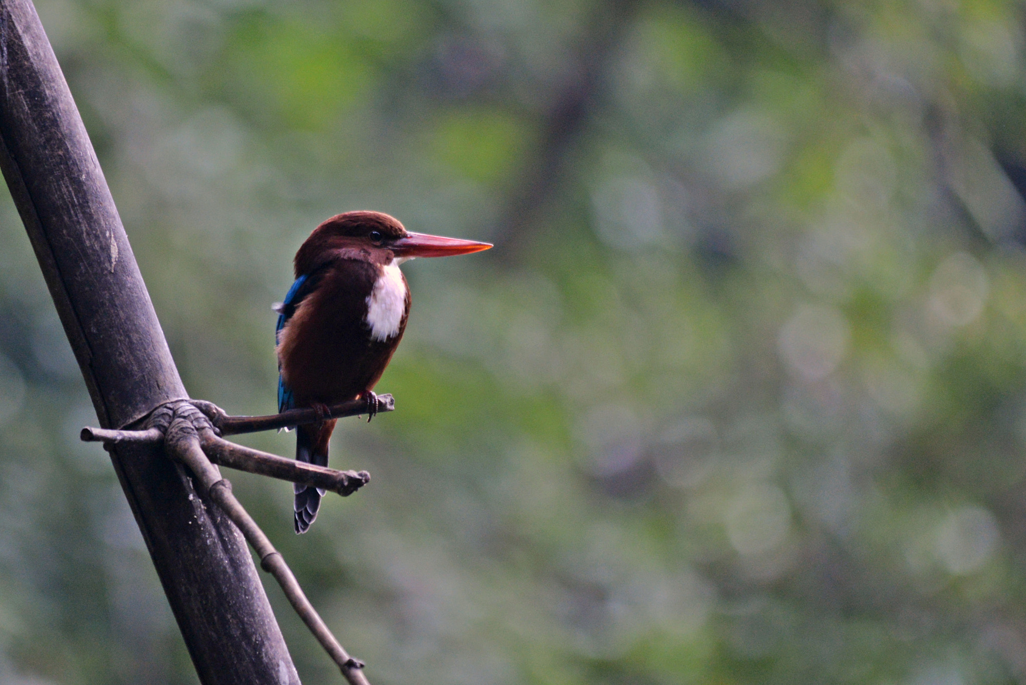 Sigma 150-500mm F5-6.3 DG OS HSM sample photo. Kingfisher-2 photography