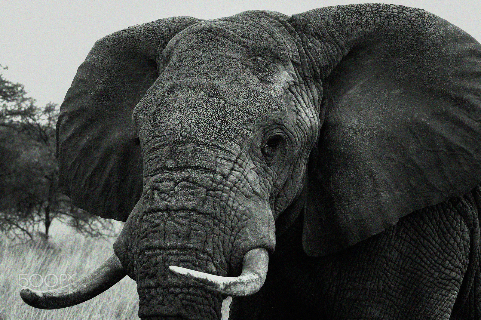 Nikon D50 + Tamron SP 70-300mm F4-5.6 Di VC USD sample photo. Elefante africano photography