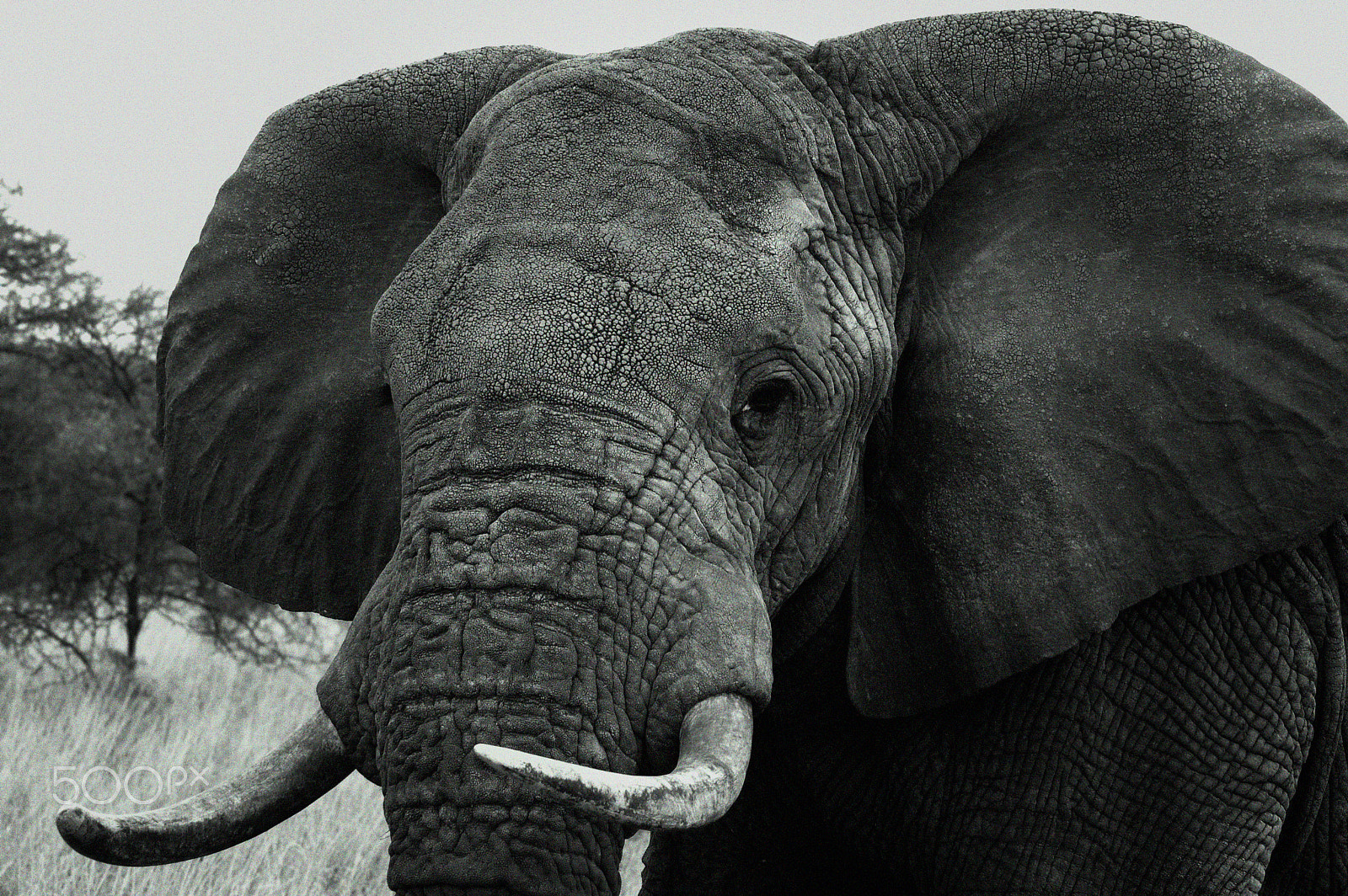 Nikon D50 sample photo. Elefante africano photography