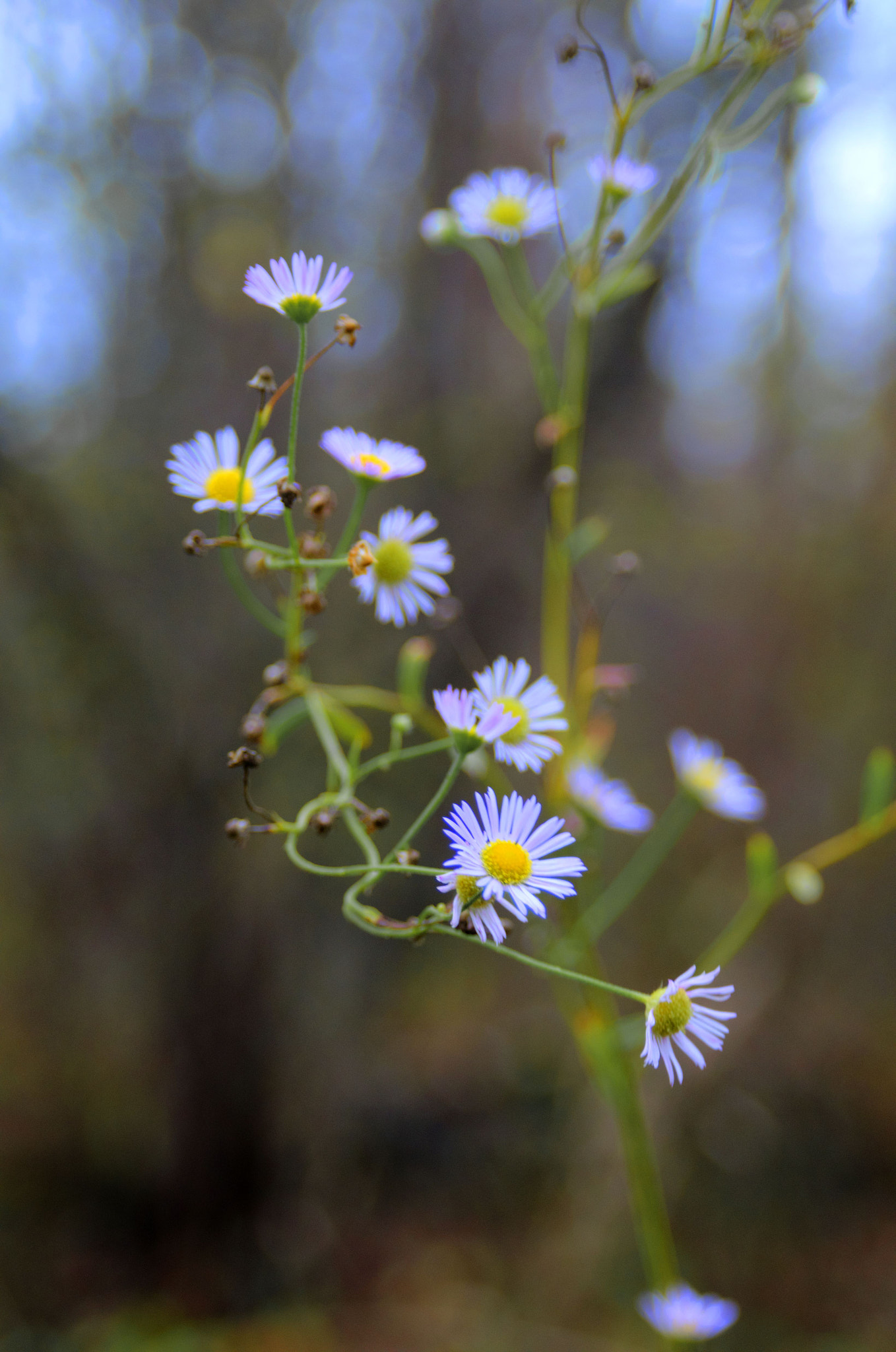 AF Zoom-Nikkor 28-105mm f/3.5-4.5D IF sample photo. New york aster photography