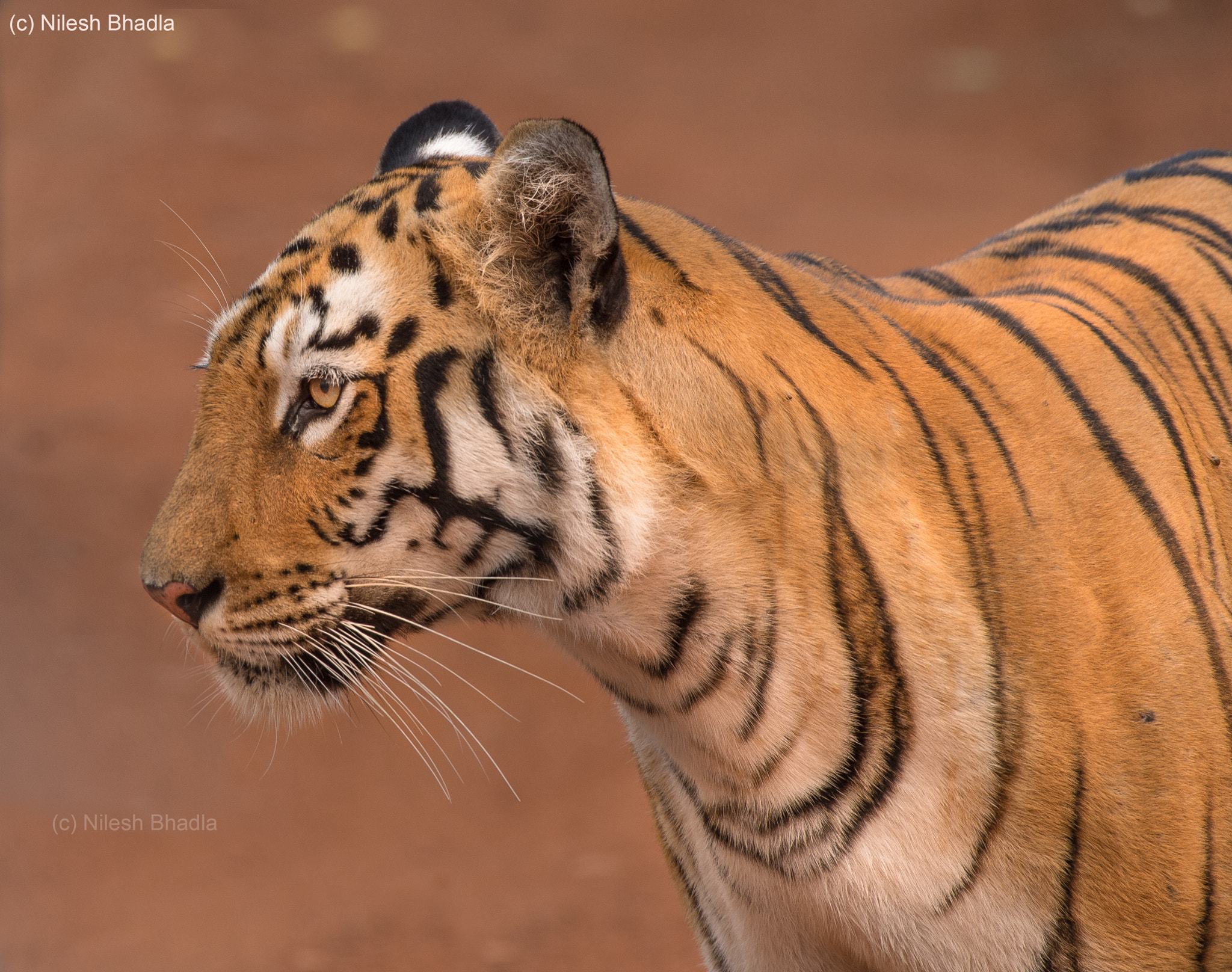Nikon AF-S Nikkor 200-500mm F5.6E ED VR sample photo. Beauty in full frame photography