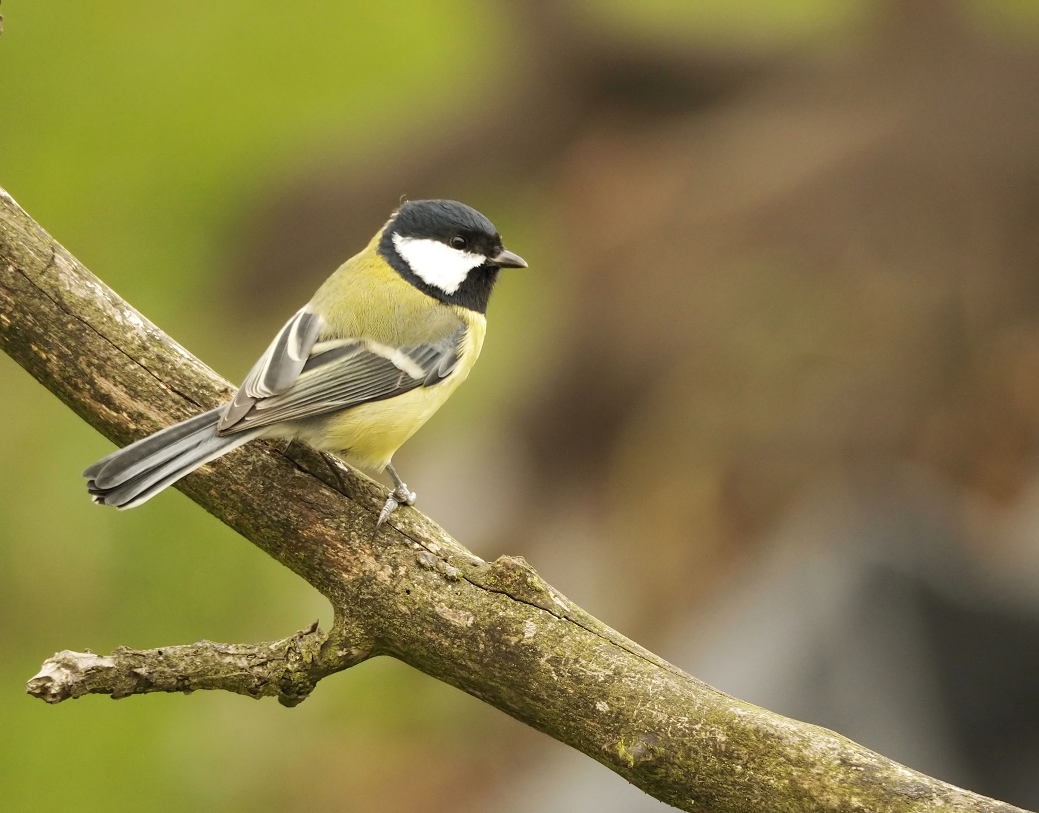 Olympus PEN E-PL7 sample photo. Yet another tit ... photography