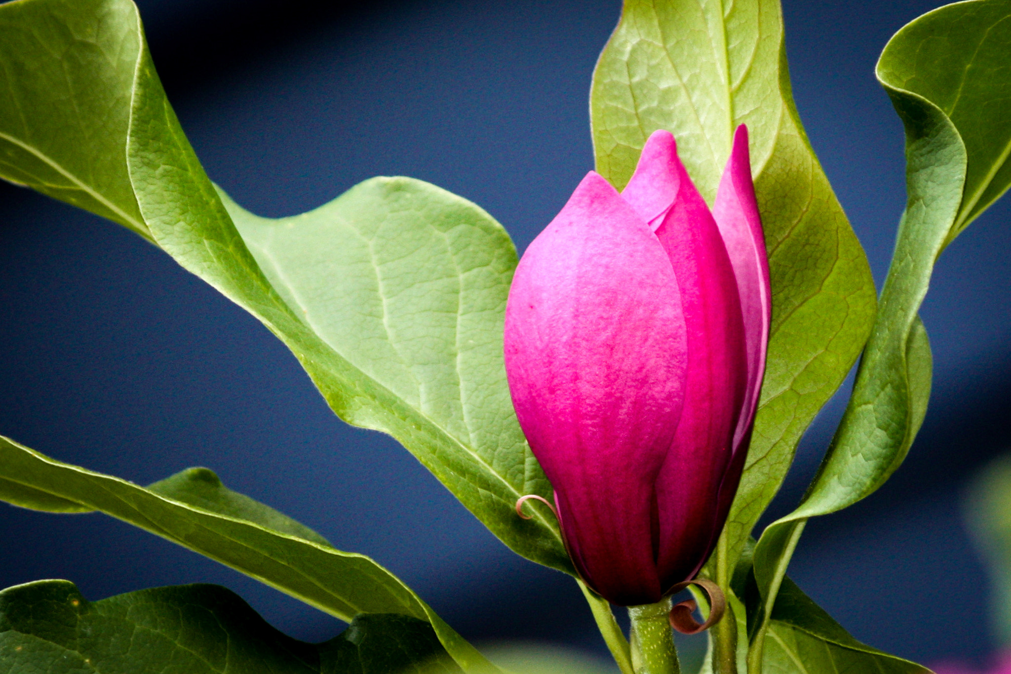 Canon EF-S 55-250mm F4-5.6 IS sample photo. Lily pulitzer colors photography