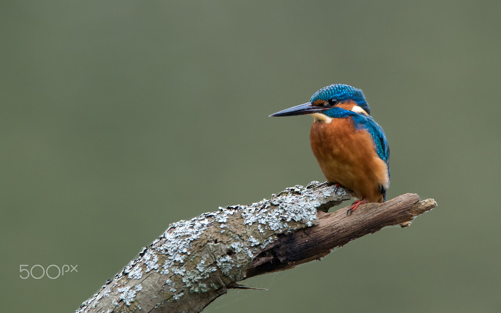 Canon EF 300mm F2.8L IS USM sample photo. The "dutch" kingfisher photography