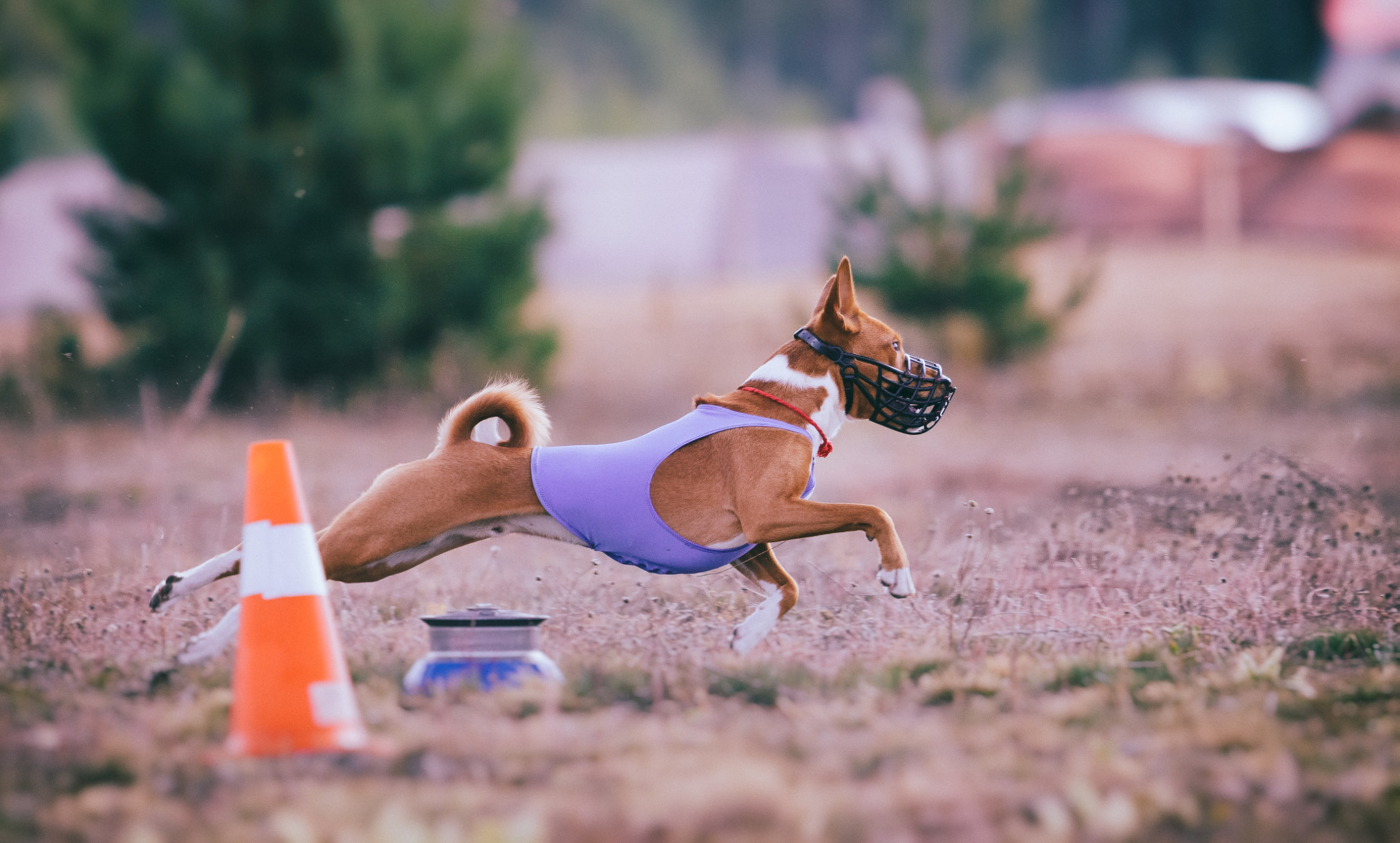 Canon EF 70-200mm F2.8L USM sample photo. Coursing. basenji dog pursues the lure. photography