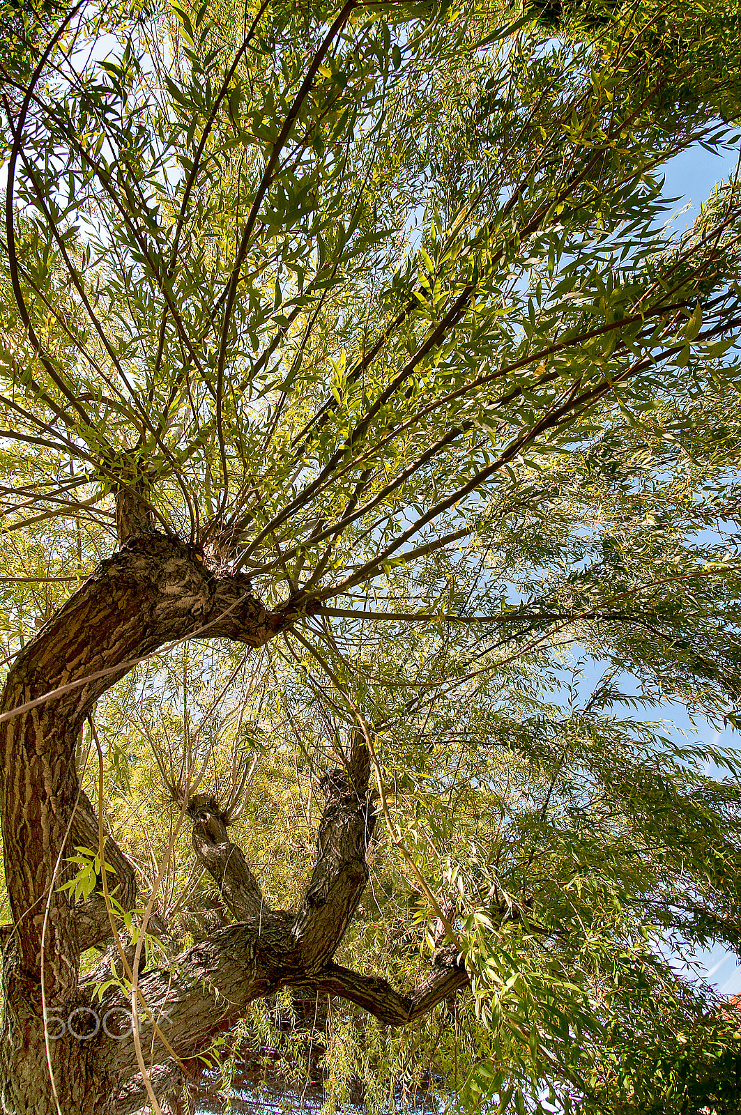 Nikon AF DX Fisheye-Nikkor 10.5mm F2.8G ED sample photo. Arbres guetteur photography