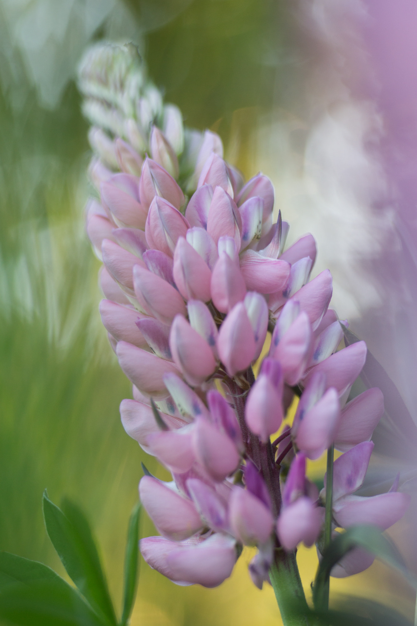 Canon EOS 6D + Tamron SP AF 90mm F2.8 Di Macro sample photo. Lupine photography