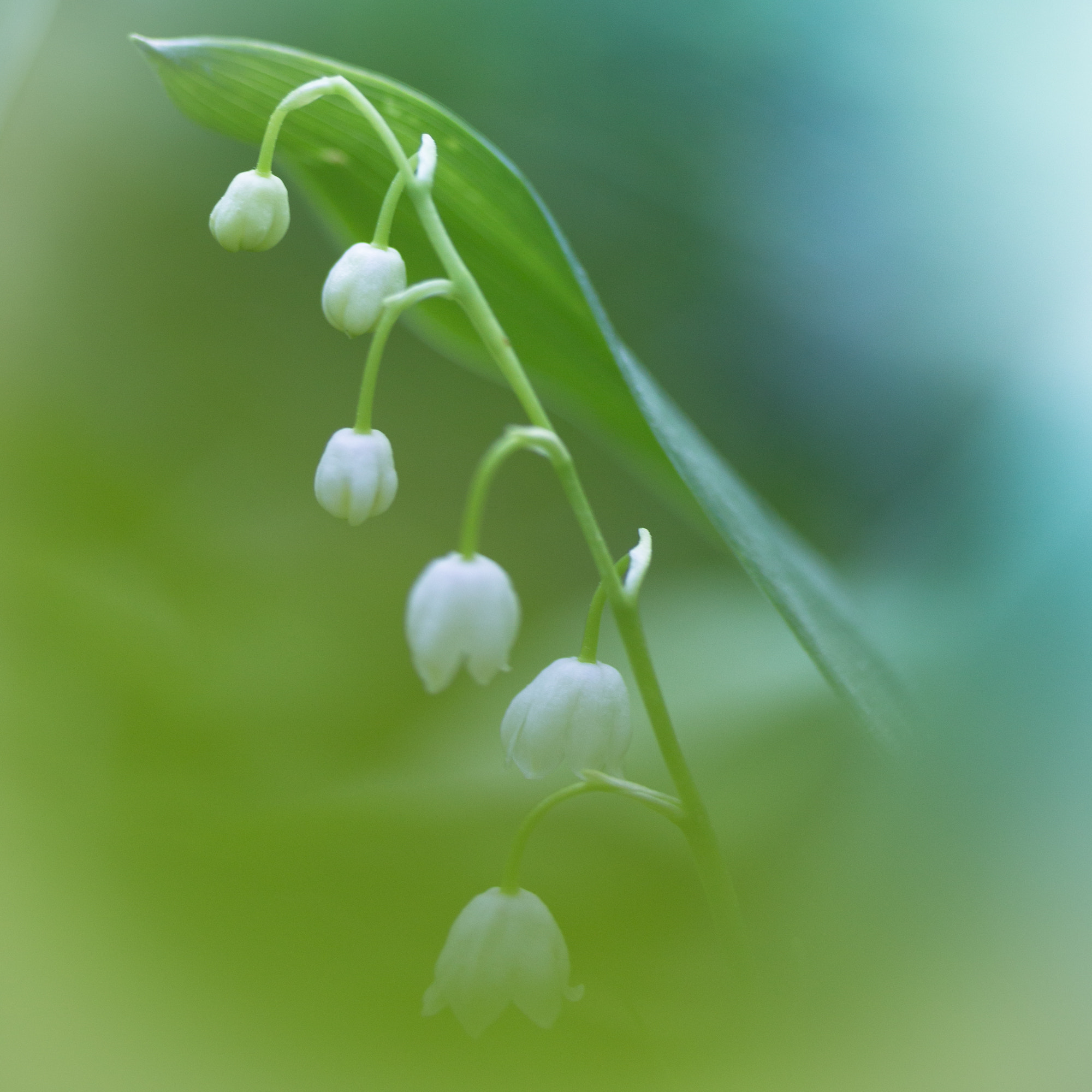 Canon EOS 6D + Tamron SP AF 90mm F2.8 Di Macro sample photo. Lily of the valley photography