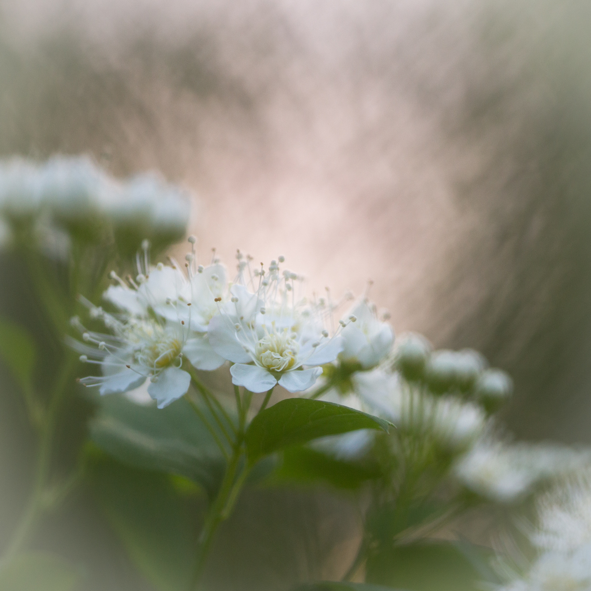 Canon EOS 6D + Tamron SP AF 90mm F2.8 Di Macro sample photo. Summer flowers photography