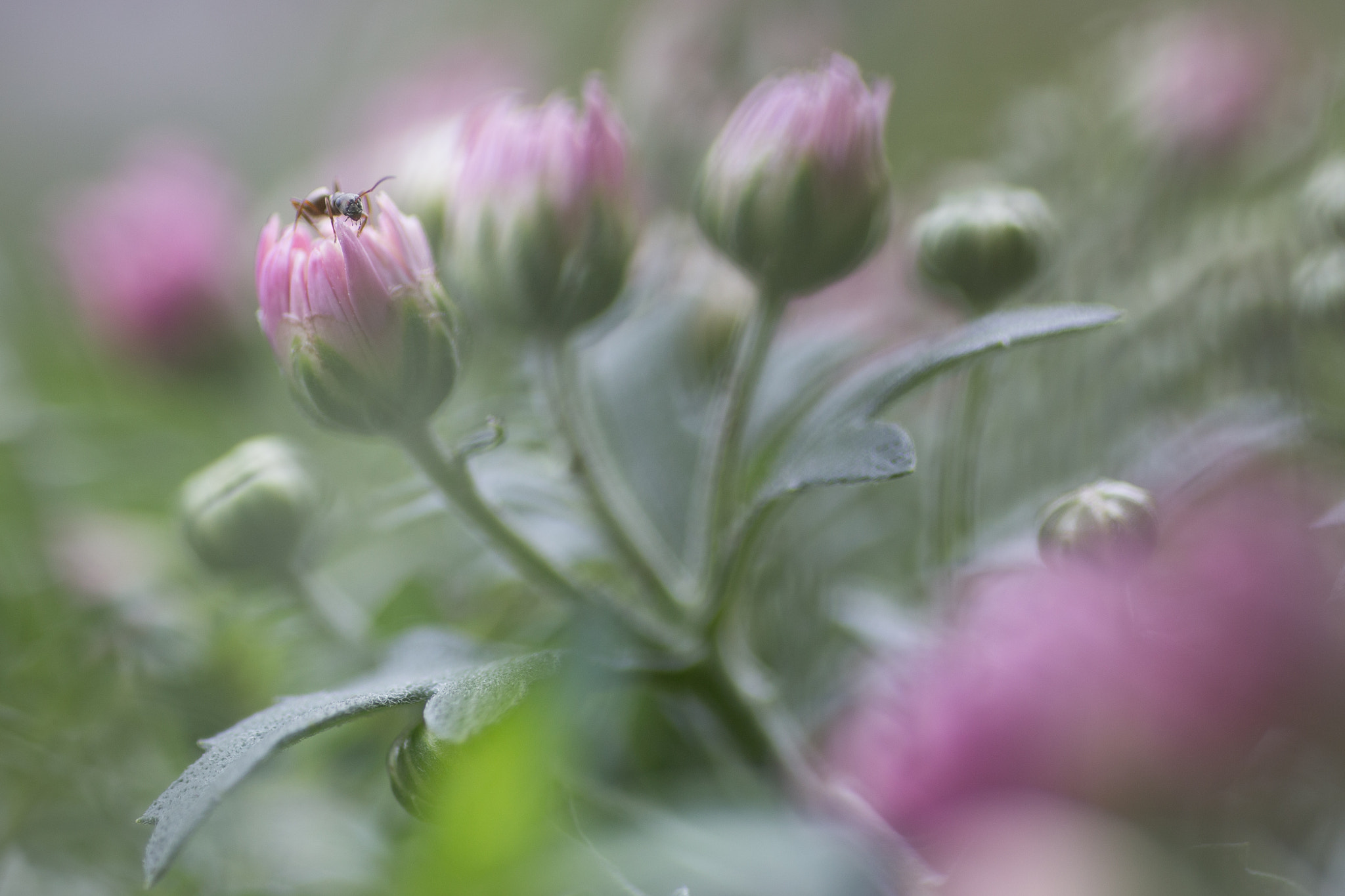 Canon EOS 6D + Tamron SP AF 90mm F2.8 Di Macro sample photo. Chrysanthemum photography