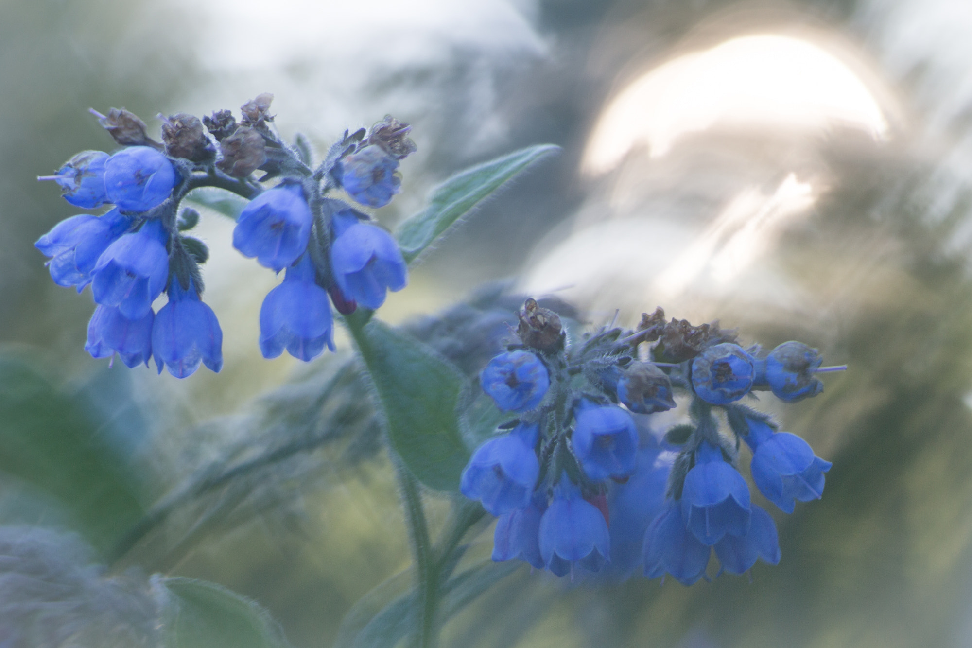 Canon EOS 6D + Tamron SP AF 90mm F2.8 Di Macro sample photo. Blue flowers photography