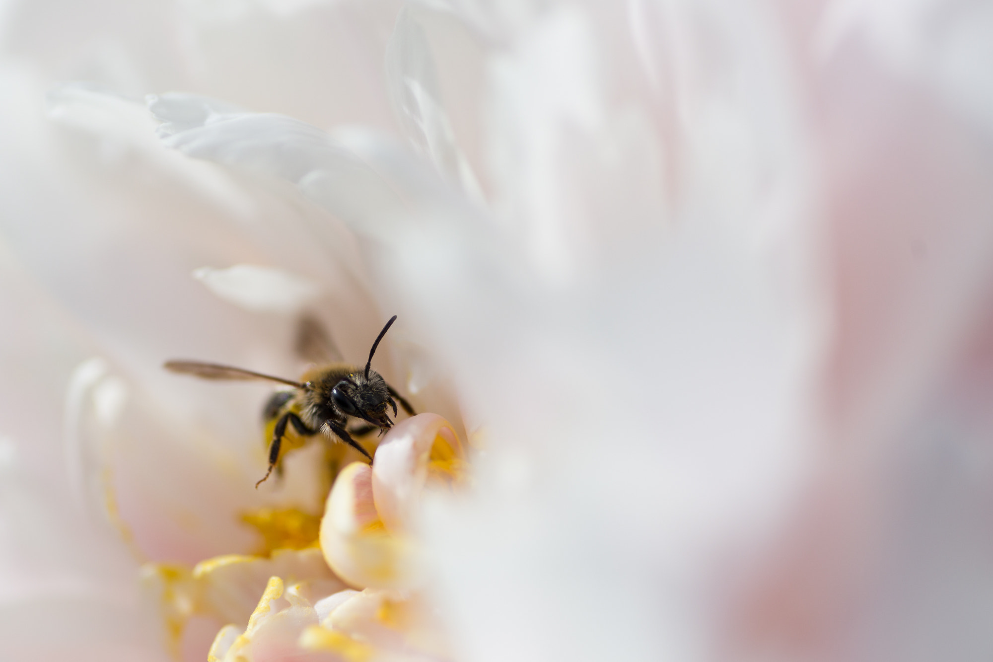 Canon EOS 6D + Tamron SP AF 90mm F2.8 Di Macro sample photo. Hoverfly photography