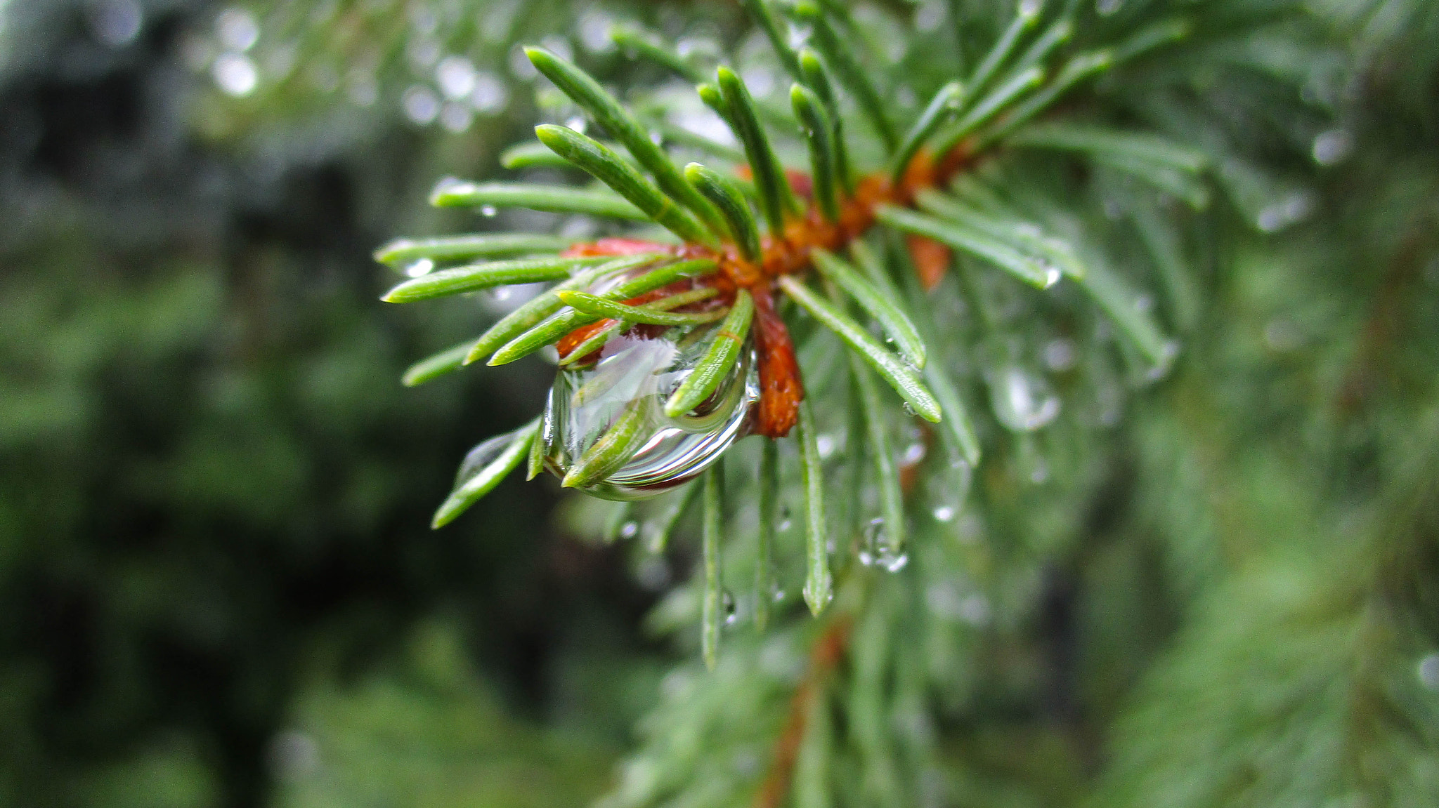 Canon IXUS 165 (IXY 160) sample photo. Rainy day but great macros! photography