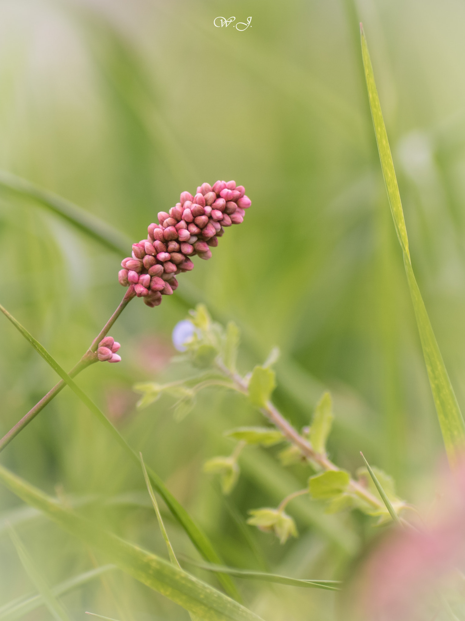 Sony ILCA-77M2 + Tamron SP AF 90mm F2.8 Di Macro sample photo. Miniature world in the grass photography