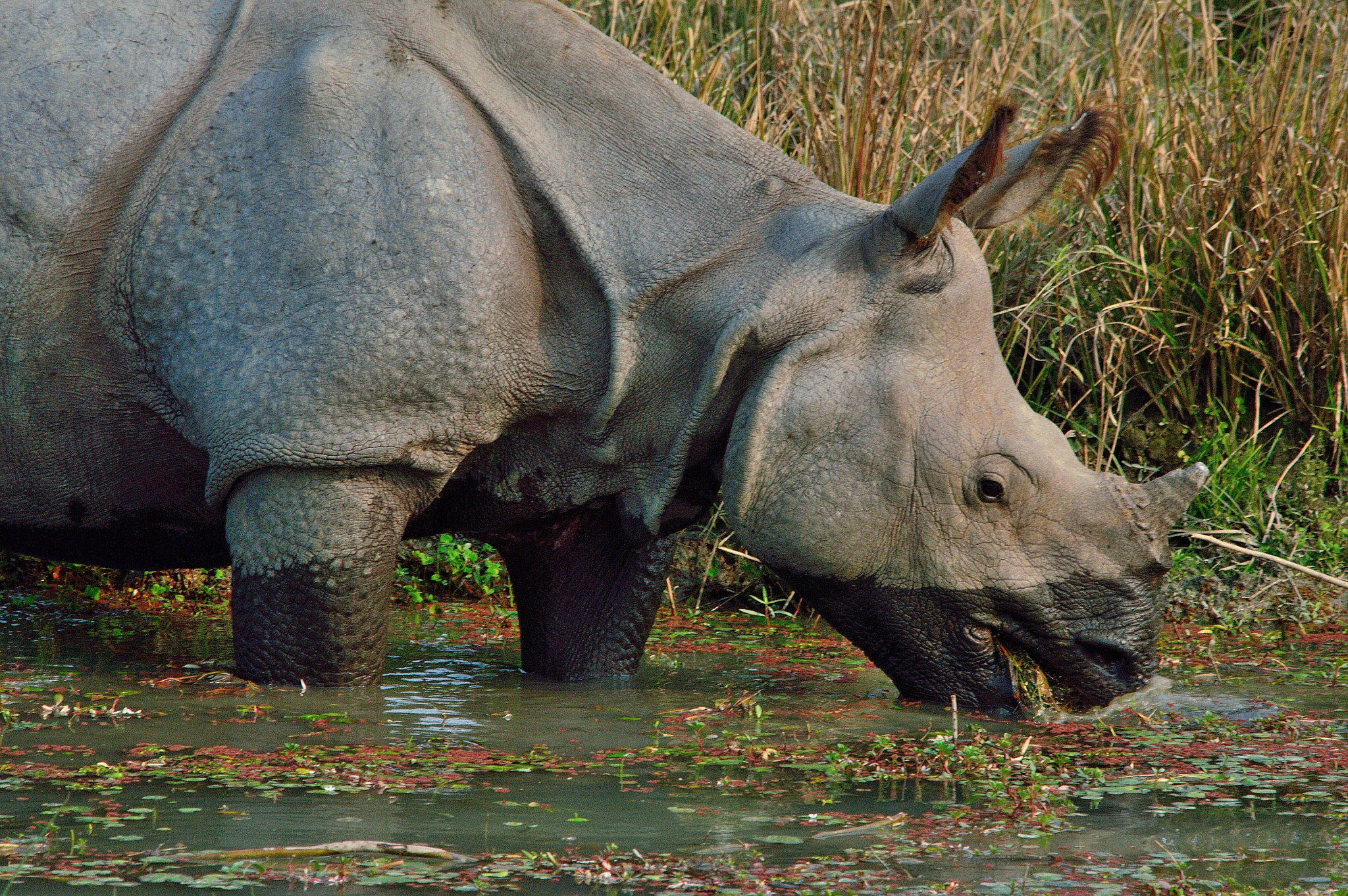 Nikon D3200 + Sigma 150mm F2.8 EX DG Macro HSM sample photo. Ii grazing rhino ii photography