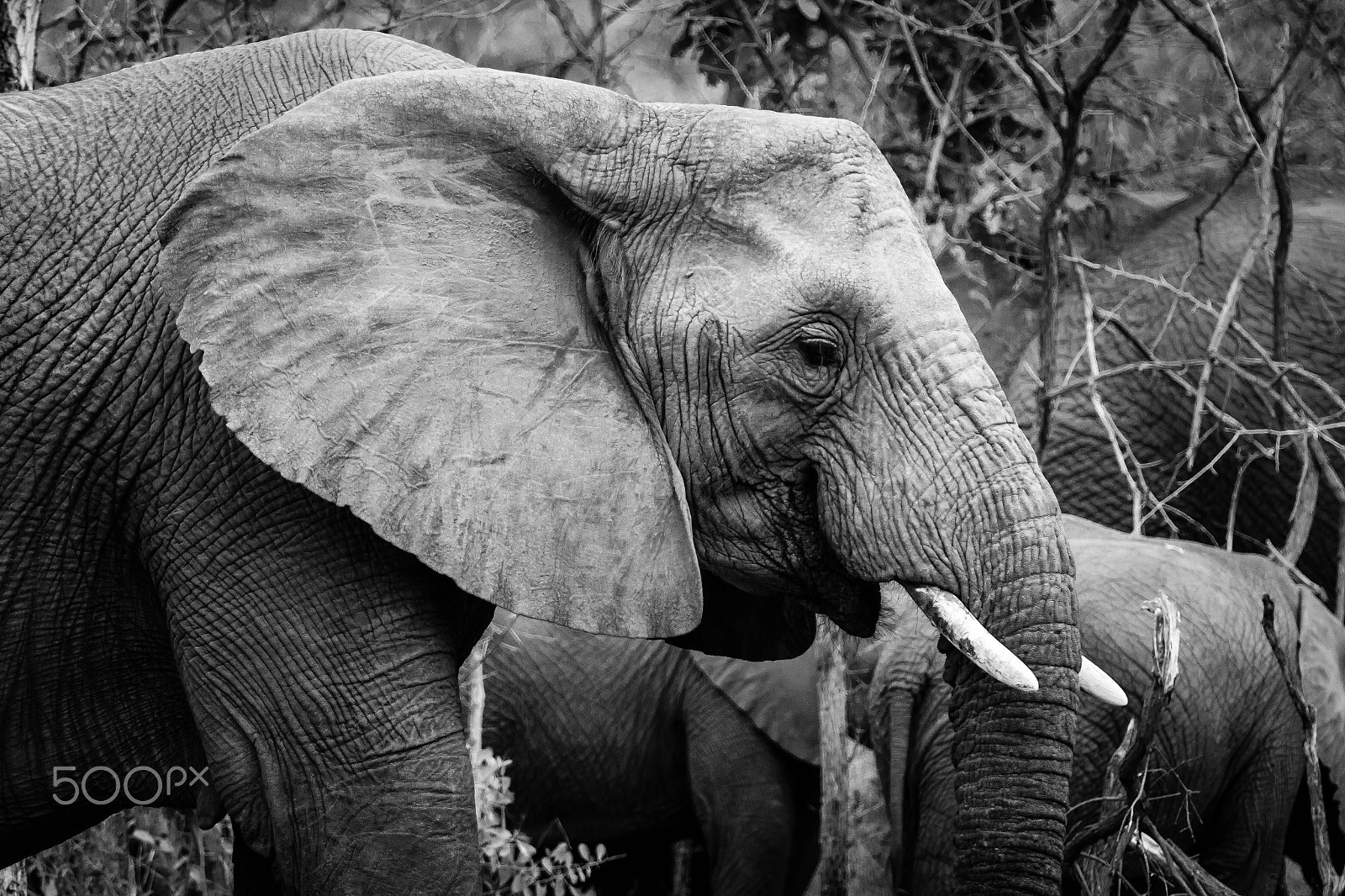 Canon EF 70-200mm F2.8L IS II USM sample photo. South africa 2016 photography