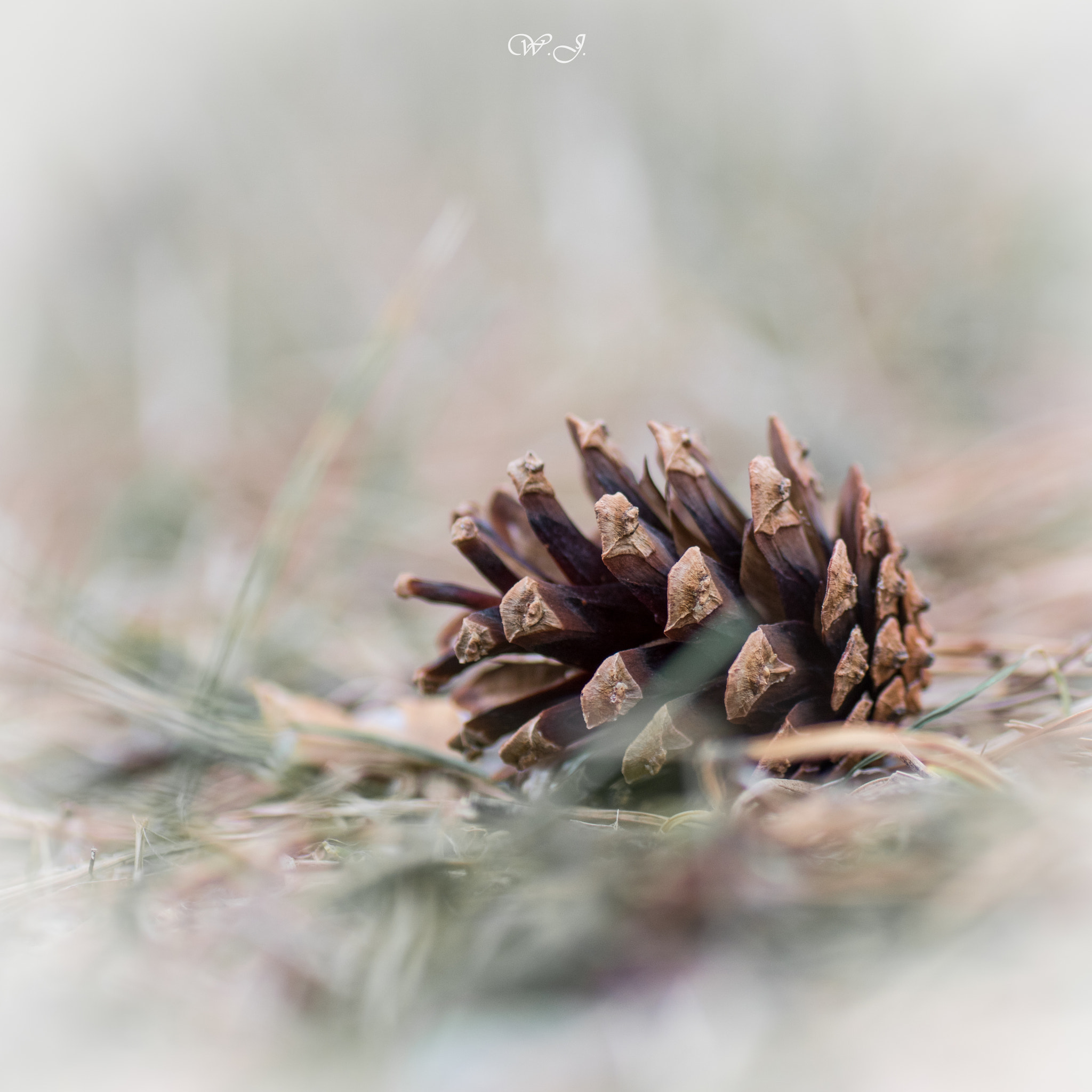 Sony ILCA-77M2 + Tamron SP AF 90mm F2.8 Di Macro sample photo. Natural still life photography