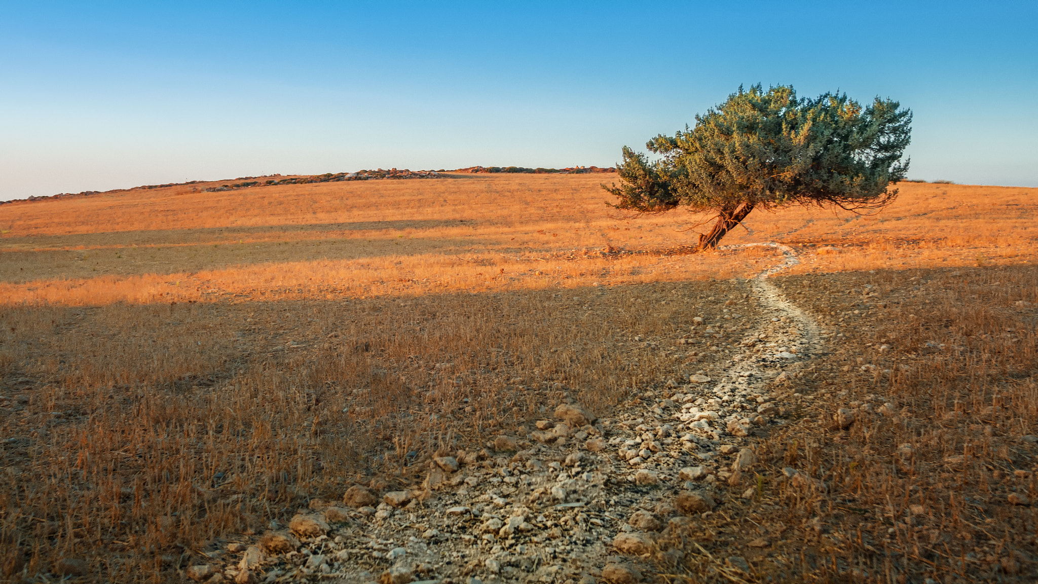 Sony Alpha NEX-6 + Sony Sonnar T* E 24mm F1.8 ZA sample photo. Olive tree photography