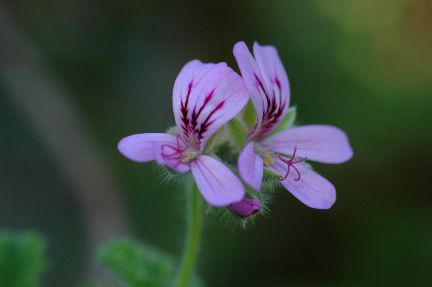 Sigma Macro 90mm F2.8 sample photo. A photography