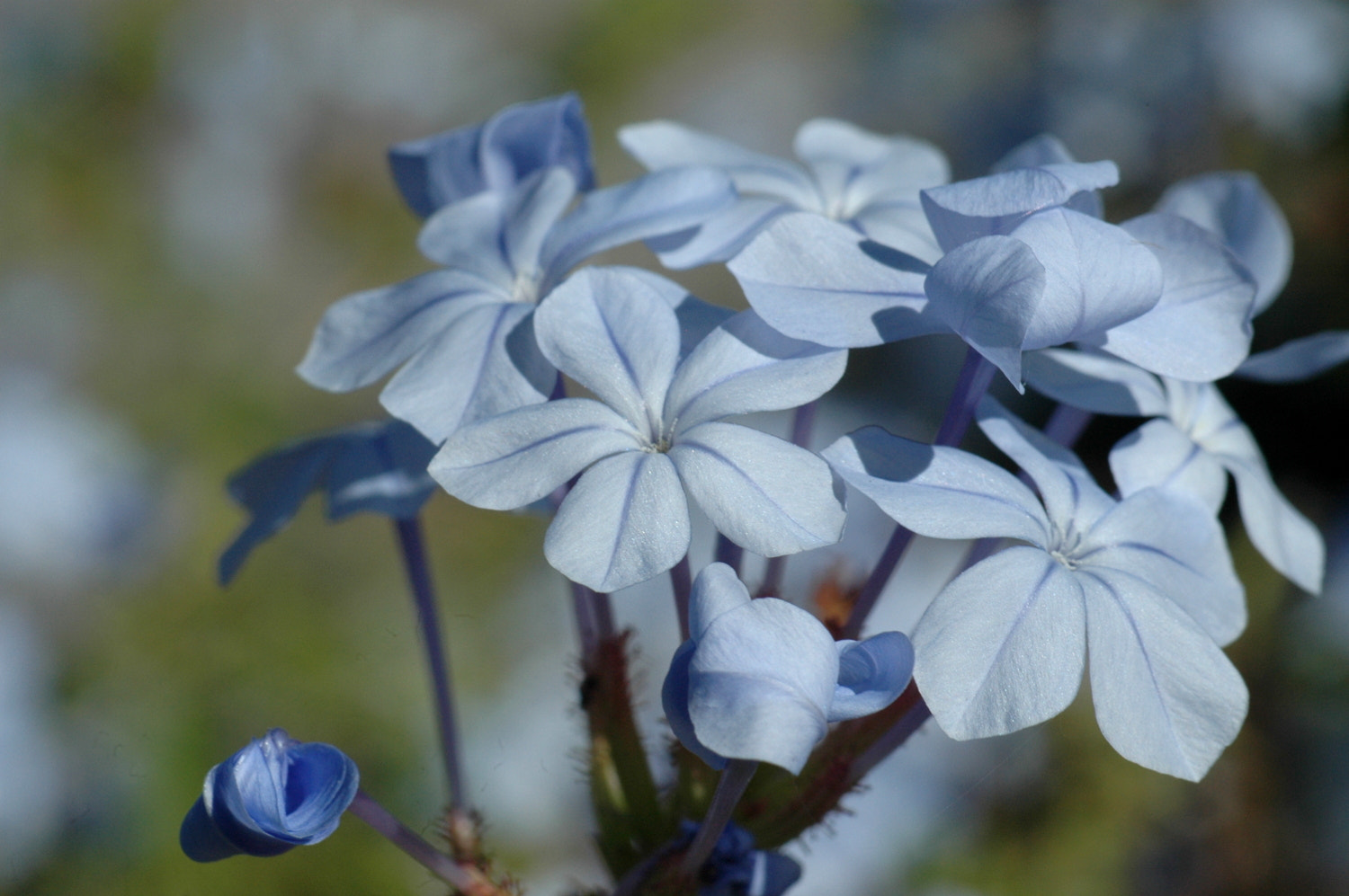 Nikon D70s + Sigma Macro 90mm F2.8 sample photo. A photography