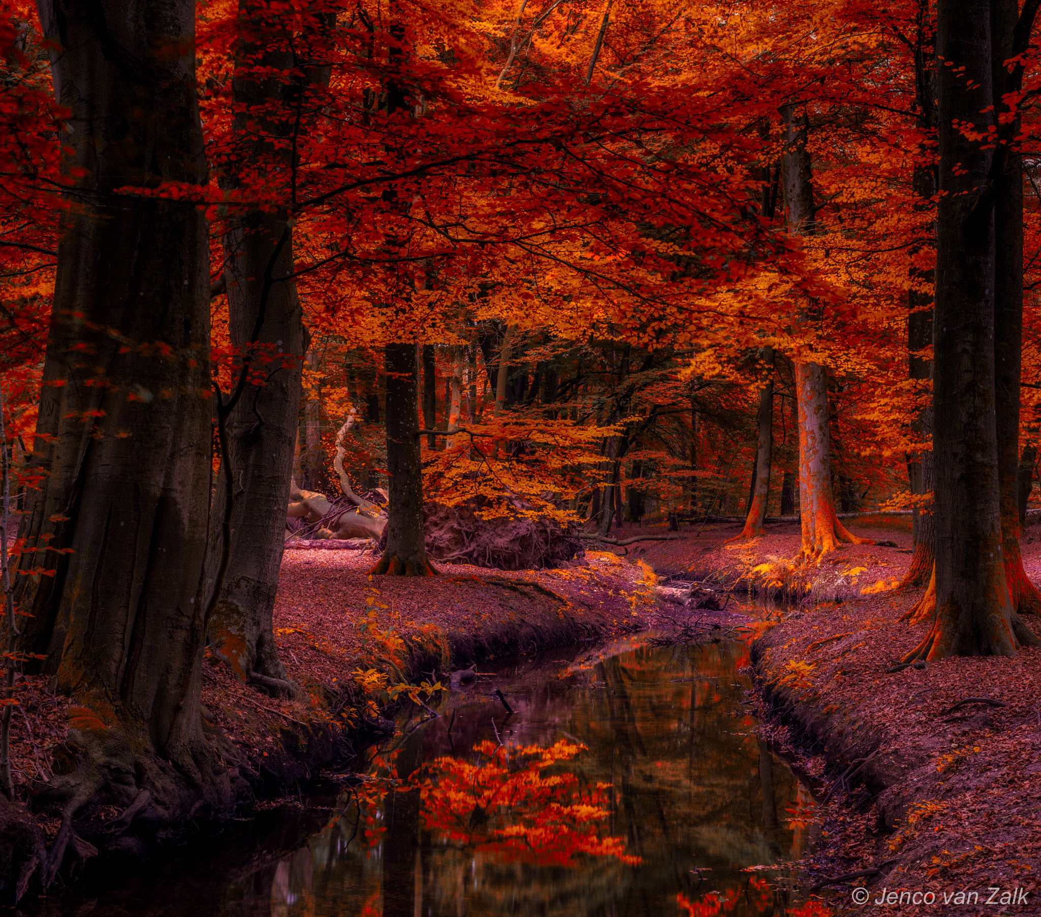 Nikon D800E + AF Nikkor 50mm f/1.8 sample photo. Autumn photography