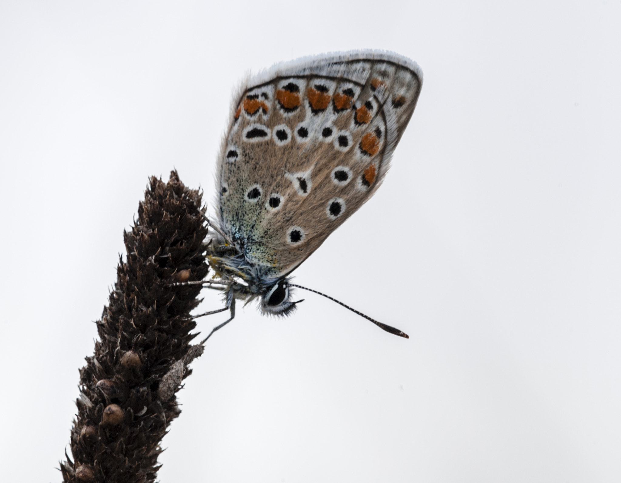 Sigma APO Macro 180mm F3.5 EX DG HSM sample photo. Mariposa photography