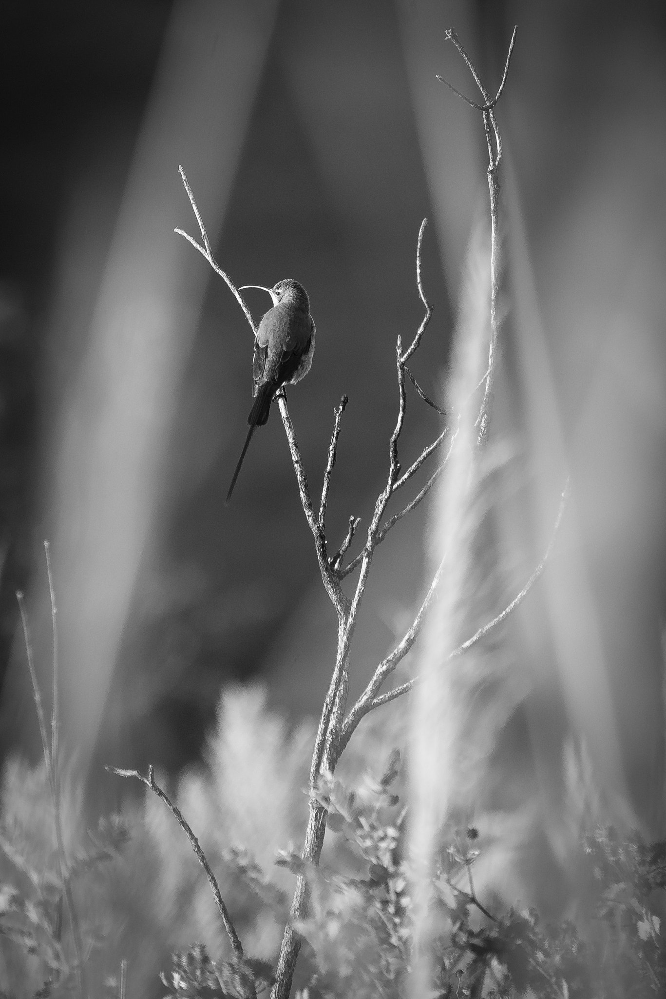 Nikon D600 sample photo. Malachite sunbird photography