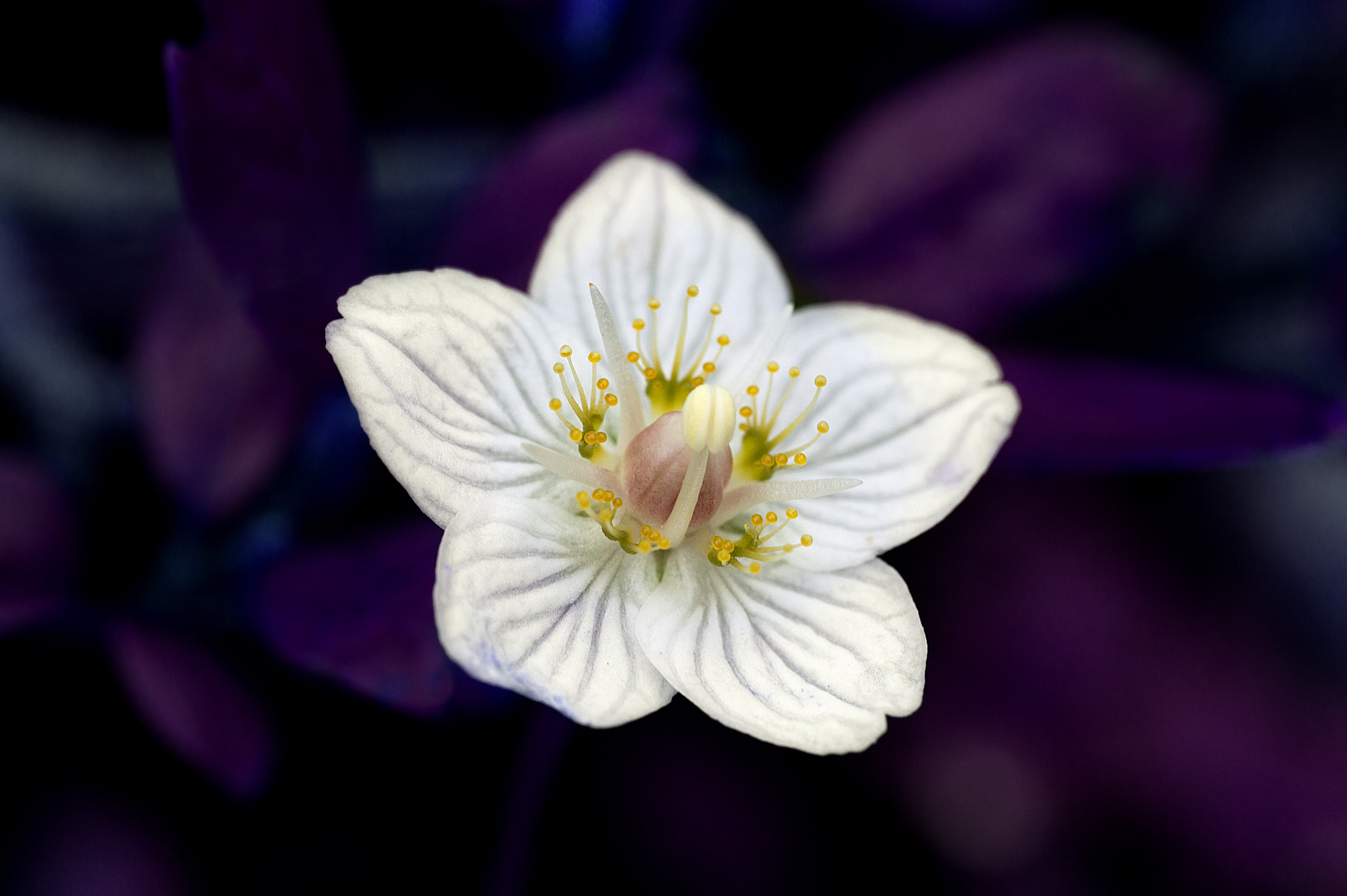 Sigma 105mm F2.8 EX DG OS HSM sample photo. Mystic photography