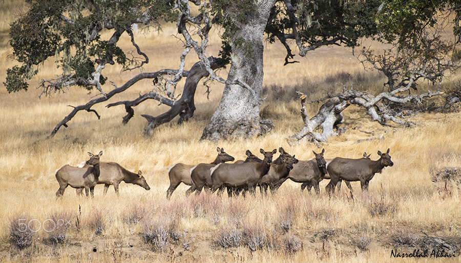 Nikon AF-S Nikkor 200-500mm F5.6E ED VR sample photo. Mule deer photography