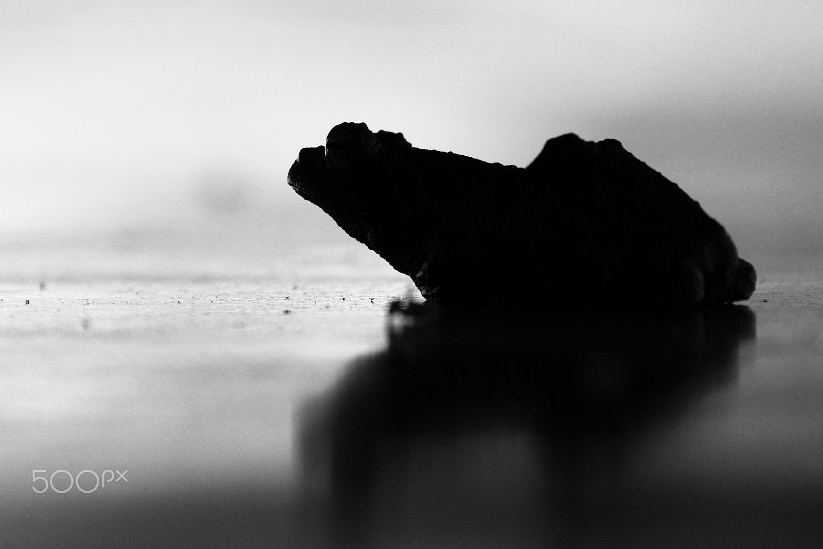Nikon D600 sample photo. Sad toad profile photography