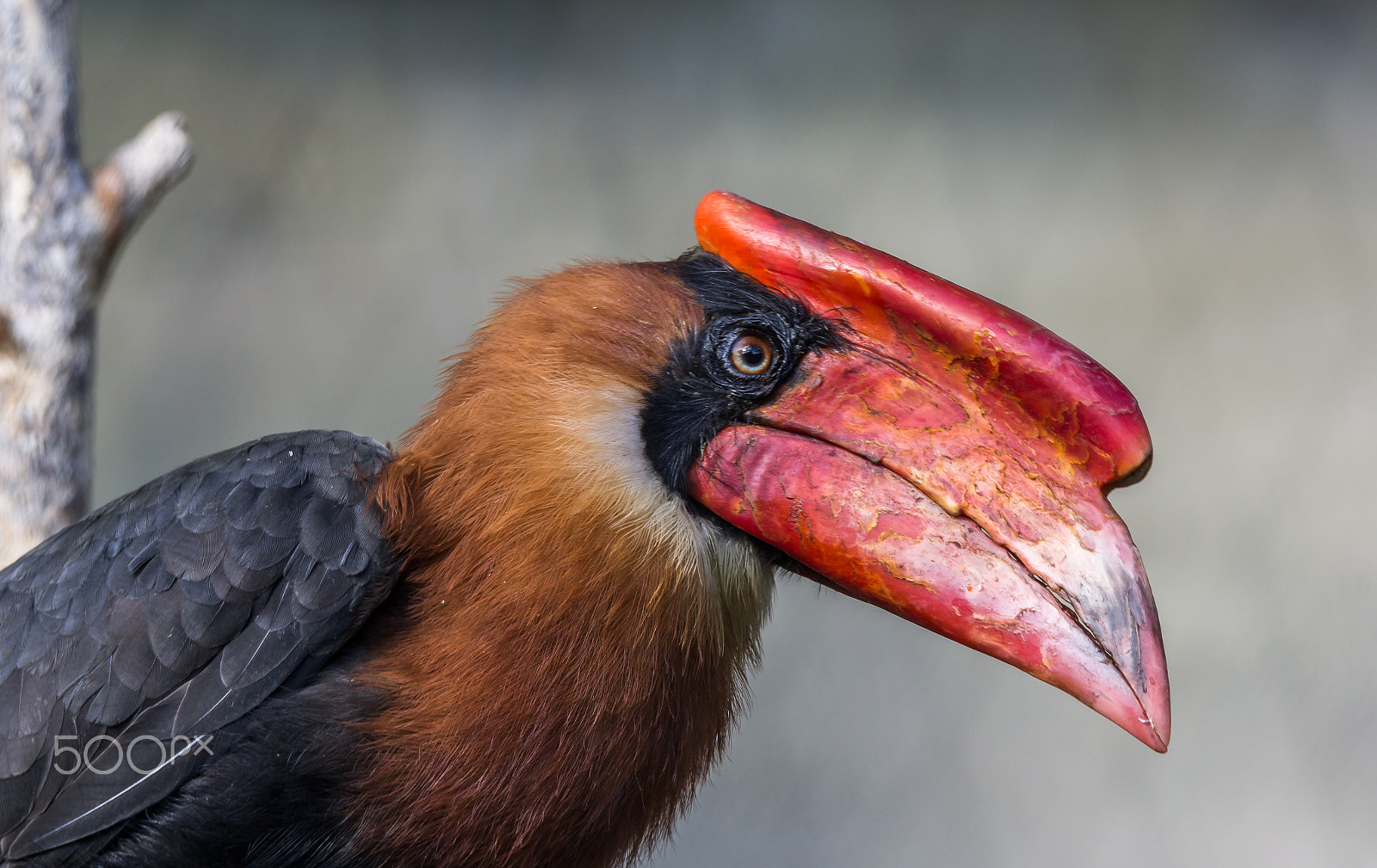 Tamron SP 150-600mm F5-6.3 Di VC USD sample photo. Bird photography