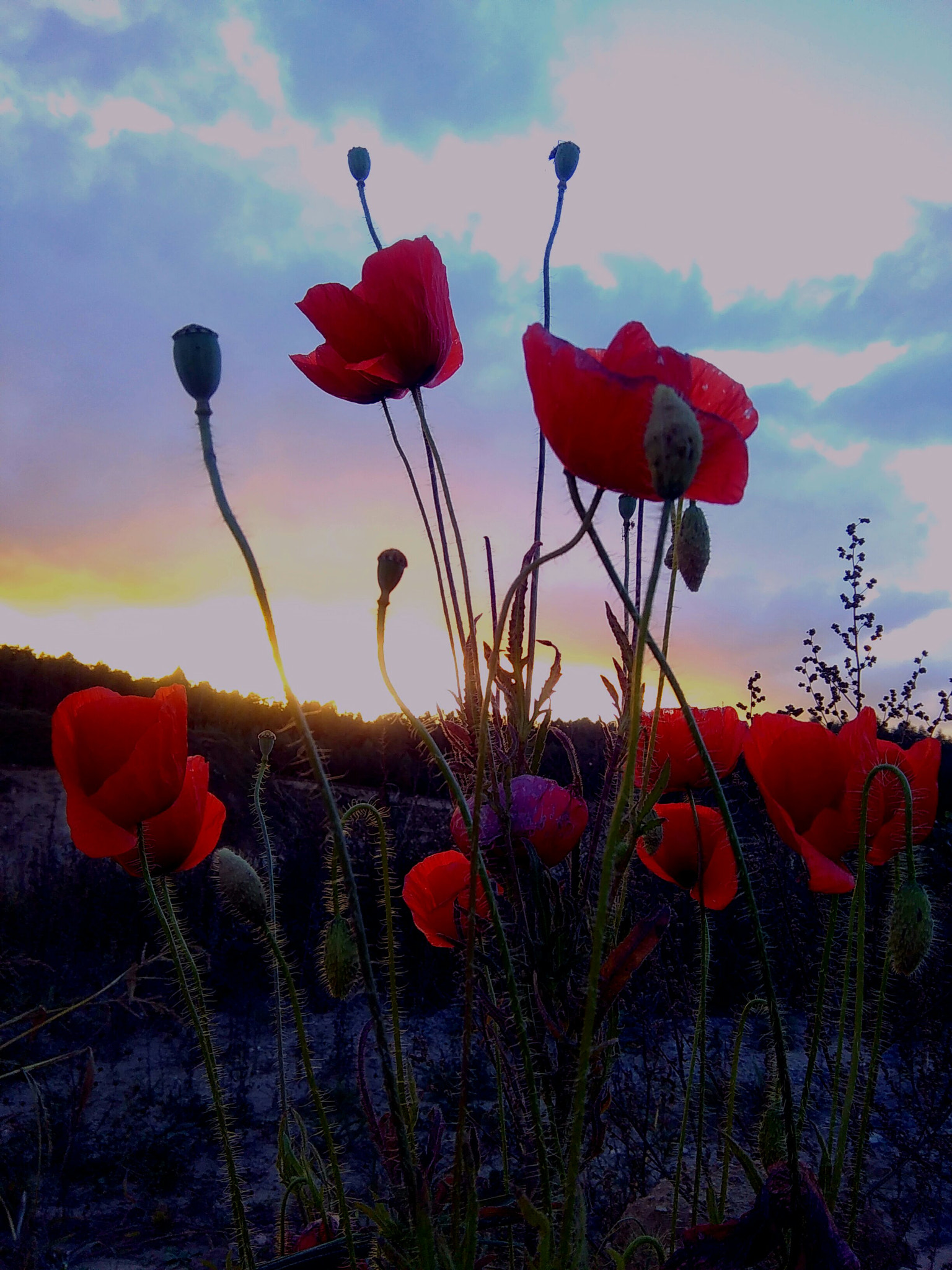 HTC DESIRE 620 sample photo. Sunset photography