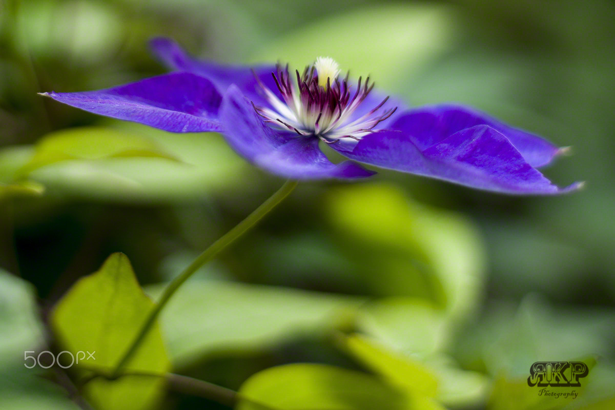 Sony a99 II + Minolta AF 50mm F1.4 [New] sample photo. Blüte photography