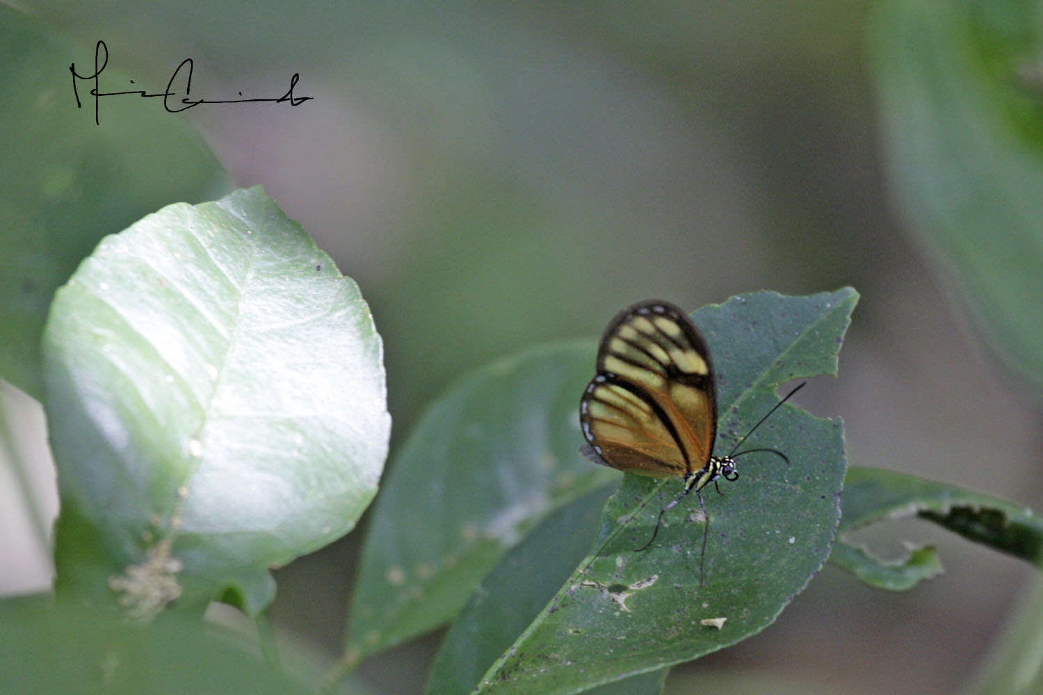 Canon EOS-1D Mark III sample photo. Colores del camino photography