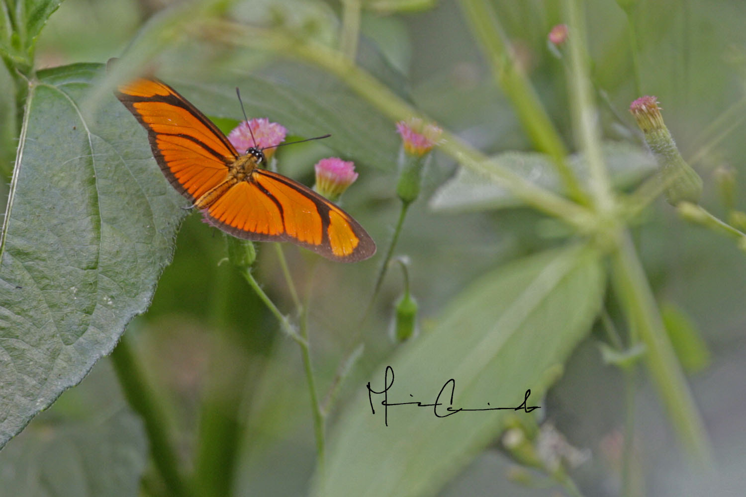 Canon EOS-1D Mark III sample photo. Colores del camino photography