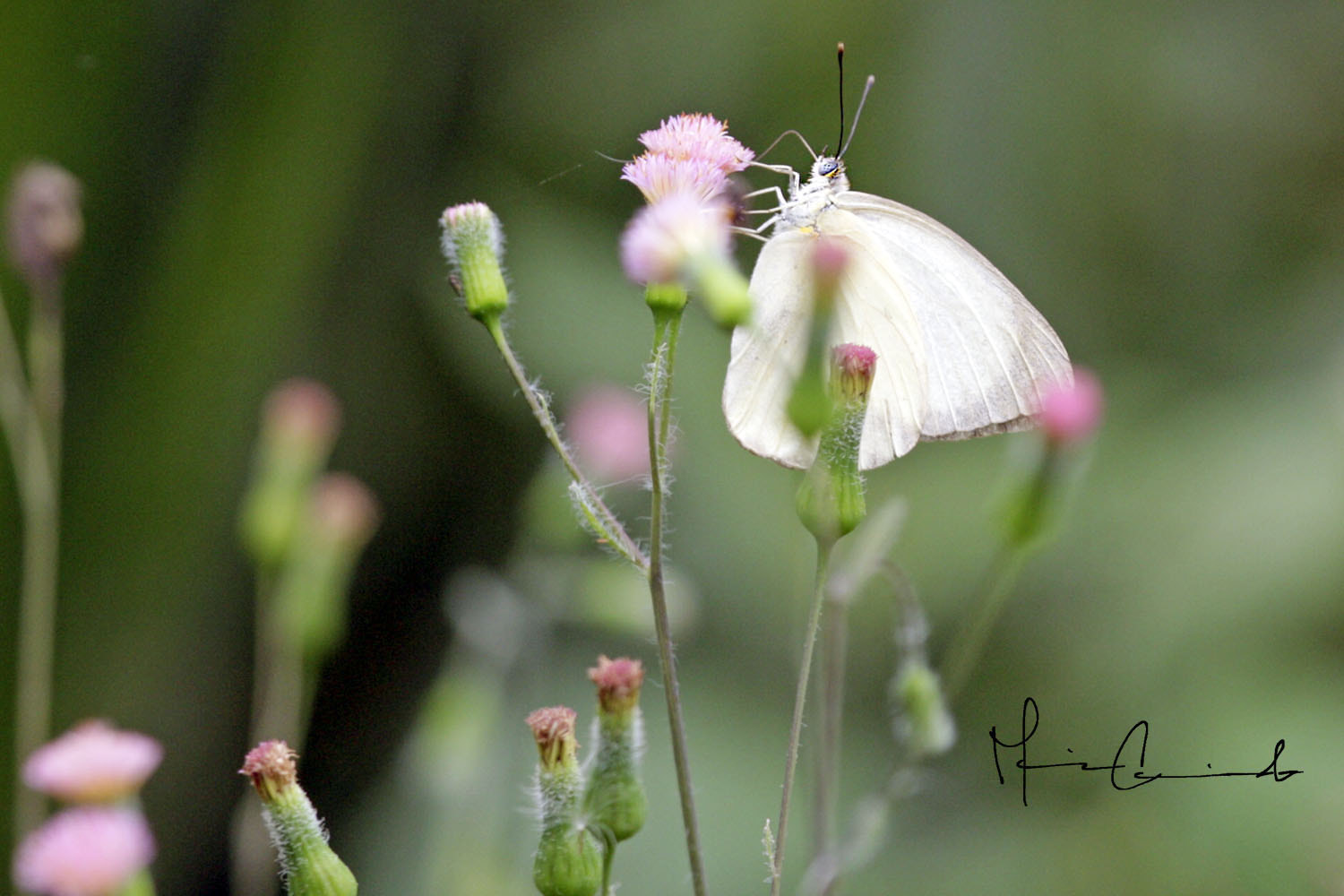 Canon EOS-1D Mark III sample photo. Colores del camino photography