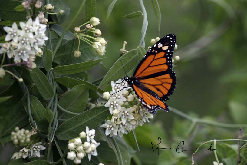 Canon EOS-1D Mark III sample photo. Colores del camino photography